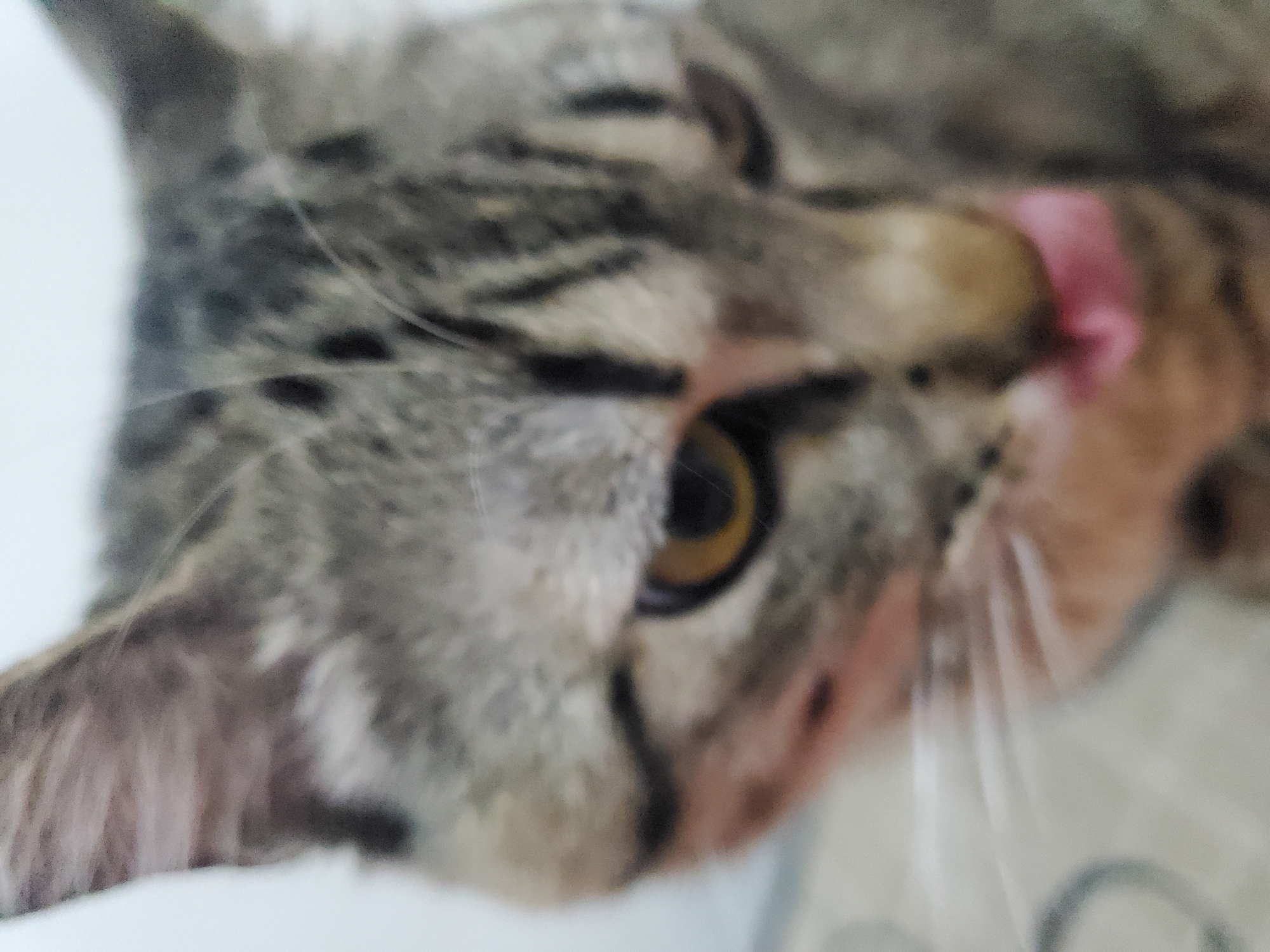 A close-up, slightly blurred image captures the face of a domestic cat, likely a tabby, in Curitiba, Brazil. The cat is shown from a tilted angle, possibly lying down. Its fur features distinct striped and spotted patterns in shades of grey, brown, and black. The cat's left eye, prominent in the foreground, is a striking amber or golden color with a vertical pupil. Its pink tongue is extended from its mouth, suggesting the cat is in the process of licking or grooming its face or nose. The expression appears calm and relaxed as it looks towards the viewer. The background is indistinct and light-colored, possibly a soft fabric surface. No people or text are visible in the image. The time of day and weather conditions are not discernible.