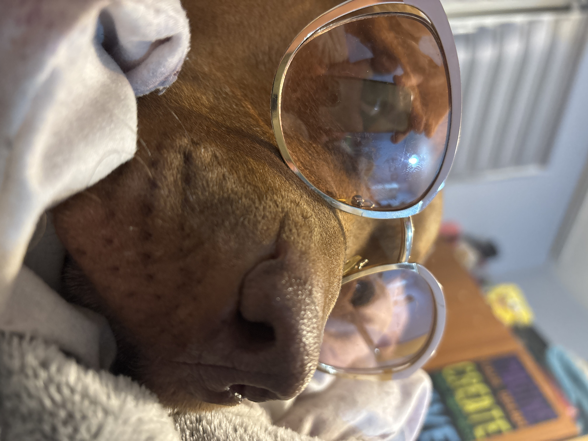A charming close-up shot captures a brown-coated dog, likely a pit bull or similar breed, resting comfortably indoors. The dog's prominent snout and wet nose are central in the foreground, with its short, smooth fur visible. It is partially covered by a soft, plush, light-colored (possibly white or light grey) blanket or towel.
The dog is wearing chic sunglasses with light-colored (beige or pale pink) frames and subtly tinted lenses, adding a humorous and relaxed vibe to the scene. The reflections in the sunglasses offer glimpses of the surrounding environment: the left lens primarily shows the reflection of the photographer holding a smartphone, while the right lens reflects parts of a bright room interior, including what appears to be vertical blinds or vents on a wall.
In the blurred background, a wooden surface and some objects are visible. One colorful item prominently displays the capitalised word "CREATE," with other indistinct text around it, suggesting a creative or motivational board. The overall lighting is bright, indicating it is daytime. The image evokes a sense of comfort, playfulness, and affection for the pet. This endearing moment was captured in Sofia, Bulgaria.