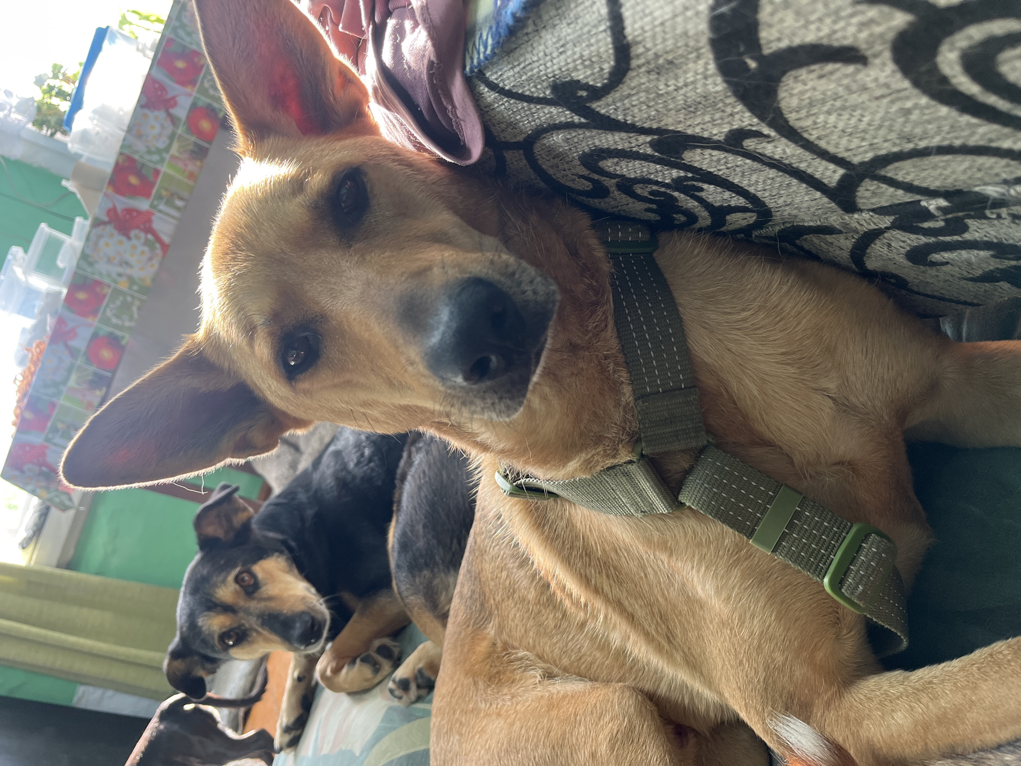 Two dogs are lying on a couch. The dog in the foreground is a tan-colored dog wearing a green harness. It is lying on its side, with its head resting on the couch. The dog in the background is a black and tan dog, also lying on the couch. The couch is covered in a patterned fabric. In the background, there is a window with sunlight streaming in, and a table with some items on it. The scene appears to be indoors, likely in a residential setting. There is no information in the image to suggest a specific location in the city of Nizhny Tagil, Russia.