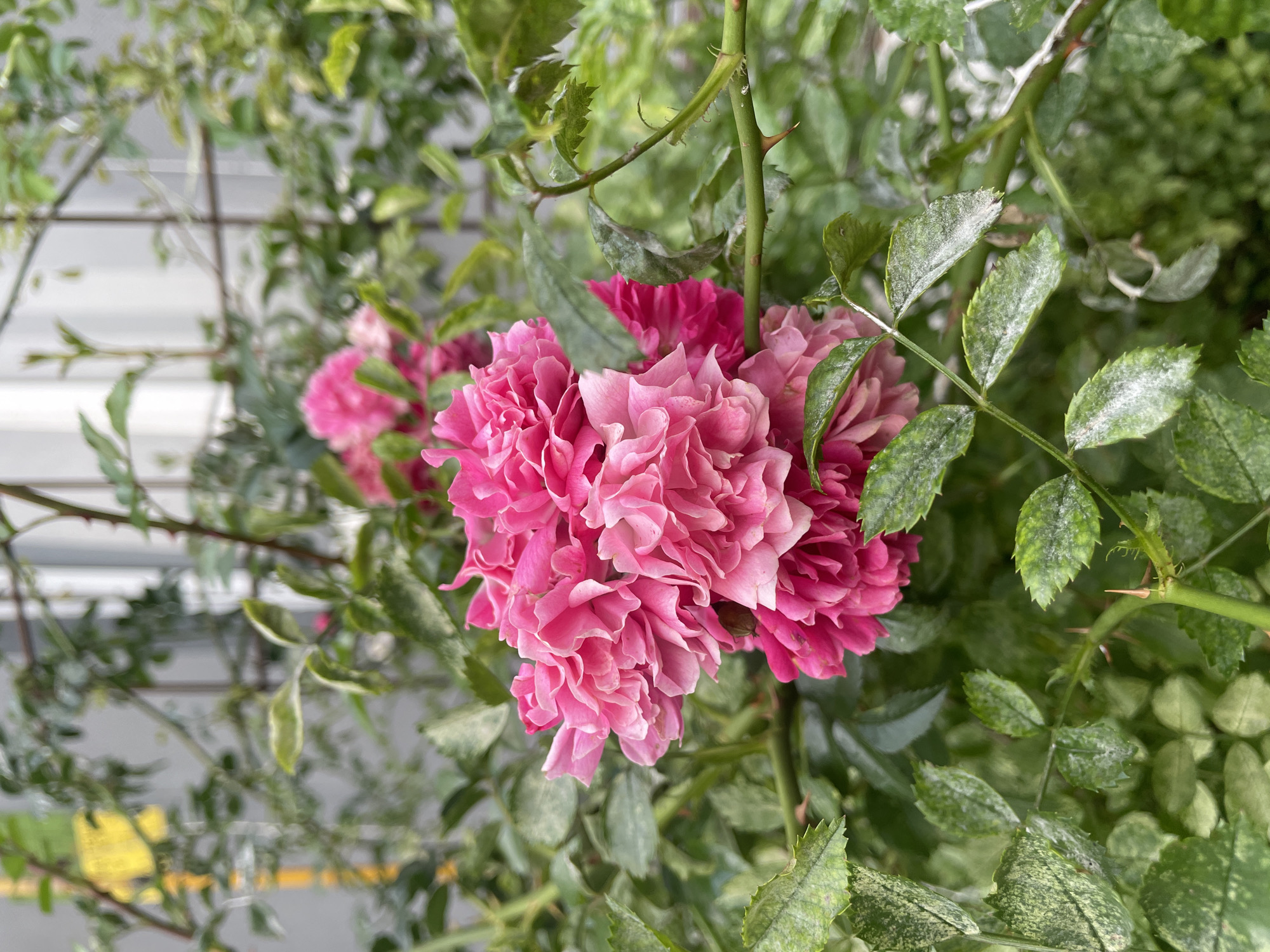 A cluster of vibrant pink roses with ruffled petals is the focal point of this close-up, eye-level shot. The roses are nestled amongst lush green foliage. Some of the leaves show signs of white powdery mildew, a common plant disease. Thorny stems are visible, adding to the natural, slightly wild appearance of the plant. In the background, blurred vertical lines of a building and a yellow object are discernible, suggesting an urban or suburban setting. The lighting is soft, likely from an overcast day. The image appears to be taken in Brest, Belarus, based on the context provided.