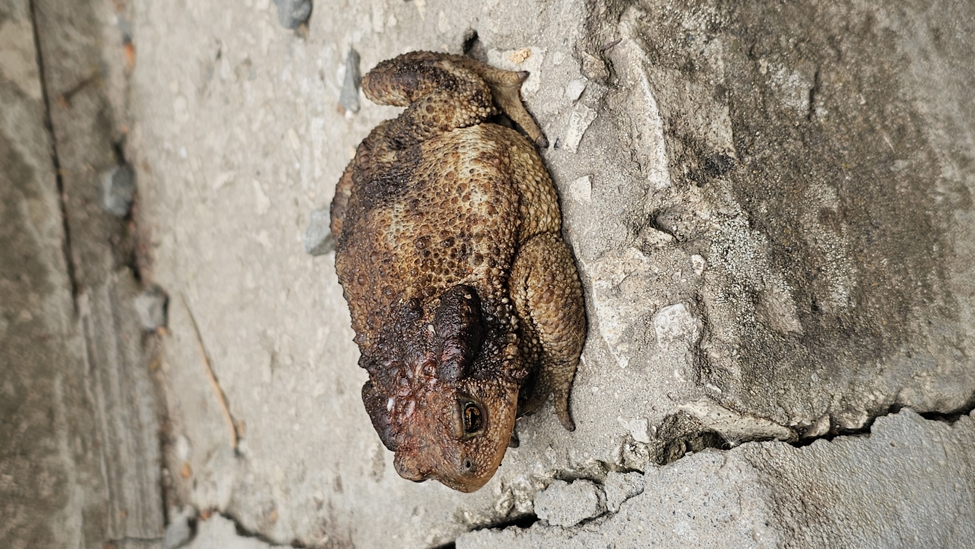 A toad with rough, bumpy, brown skin sits on a cracked concrete surface. The toad is positioned in the center of the frame, facing left. Its eyes are visible, and its body is bulky. The concrete surface appears weathered and damaged, with several cracks and loose pebbles. In the background, more concrete structures and small stones are visible. The lighting suggests an outdoor, daytime scene. The location is described as the city of Kommunstroi, Russia.