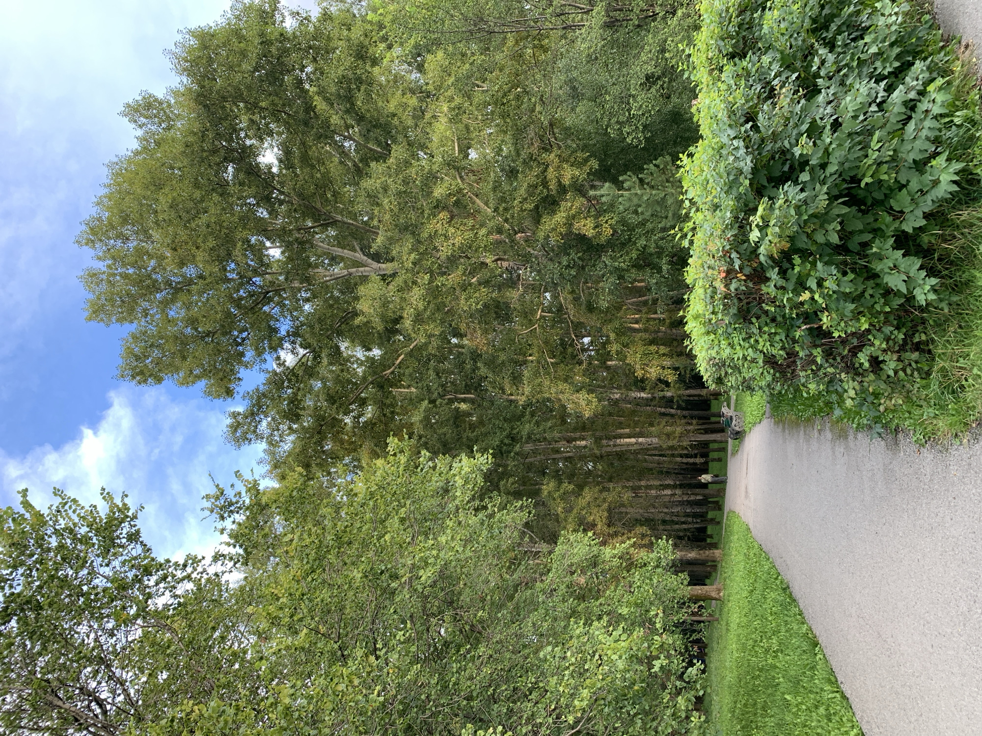 The image depicts a pathway in a park with lush green trees and a blue sky with scattered clouds. On the right side of the pathway, there is a dense green hedge. Further into the park, a person is walking away from the camera. In the background, a dense forest of trees with thin trunks is visible. The pathway is made of asphalt and appears to be well-maintained. The overall impression is of a peaceful and natural setting within a park. This scene is characteristic of the parks found in the city of Prokopyevsk, Russia, which is known for its green spaces and natural landscapes.