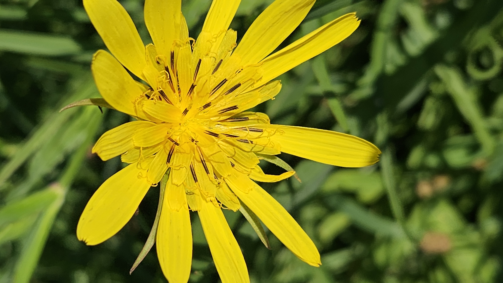 A close-up, top-down vertical shot shows a bright yellow flower with multiple ray florets, each tapering to a point and some slightly curled. The center of the flower is a mass of darker yellow and brown stamens. The flower is set against a blurred background of green grass. The image was captured outdoors in Prešov, Slovakia.