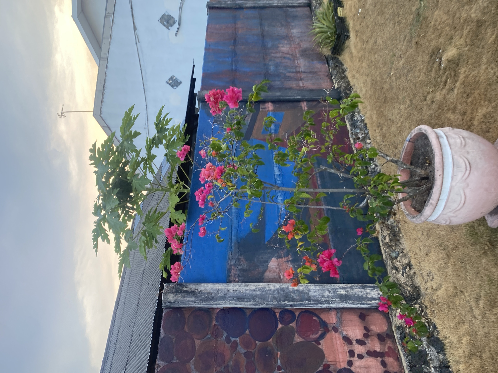 An outdoor, medium shot captures a potted bougainvillea plant with vibrant pink flowers in the foreground, positioned in front of a graffiti-covered wall. The wall features a section with large, circular, red and brown abstract shapes, adjacent to a blue section depicting a landscape with a body of water and mountains. Behind the wall, a corrugated metal roof is visible, and further back, a white building with a sloped roof and diamond-shaped decorative elements is present. A television antenna is mounted on the roof of the white building. The ground is covered with dry, brown grass. The sky is overcast with hints of yellow from the setting or rising sun. The scene appears to be in a residential area in Banjarbaru, Indonesia. No people are visible in the image.