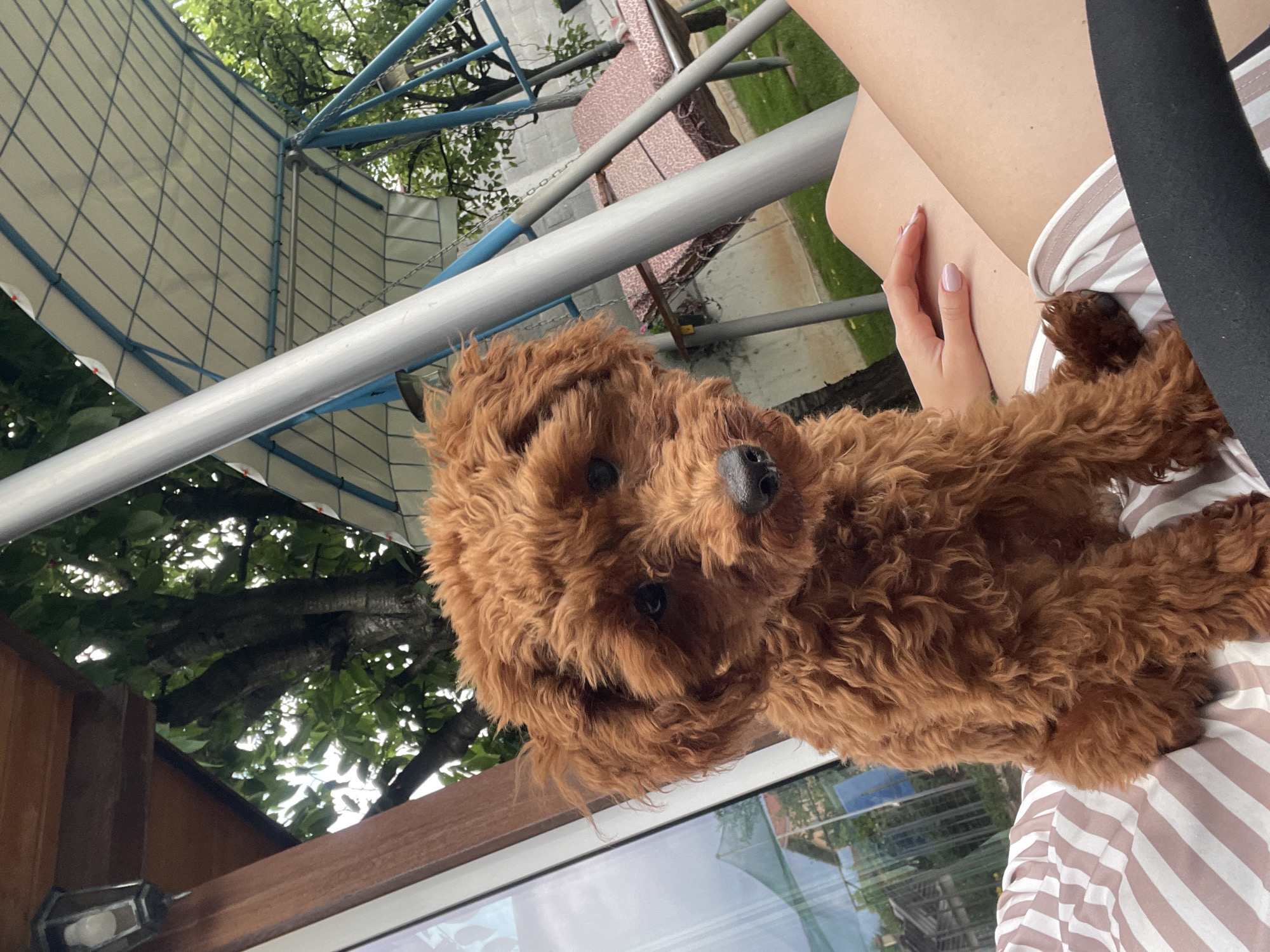 A small, reddish-brown curly-haired dog, resembling a poodle or similar breed, sits prominently on a person's lap. The dog faces slightly left, looking directly at the camera, with dark eyes and a dark nose. The person's lower torso and upper thighs are visible, wearing light-colored, horizontally striped shorts or a skirt. The person's left hand, featuring manicured nails, rests on their thigh.
The setting is an outdoor residential garden or patio, located in Sofia, Bulgaria. To the left, a brown wooden architectural element, possibly part of a building's exterior or a gazebo, is visible, with a dark metal exterior light fixture attached. A large glass panel on the left reflects a distant structure with a reddish roof and green netting. The central and right background is dominated by a grey metal swing set or garden canopy structure with a light-colored, grid-patterned roof. One prominent grey metal support pole runs diagonally across the image. A swing seat with a patterned cushion is visible on the right, above green grass. A concrete wall is discernible in the far background, beyond which mature green trees and foliage contribute to a lush outdoor environment.