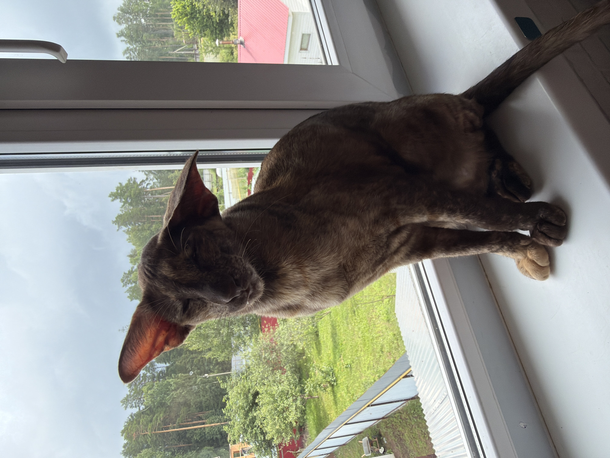 A tabby cat with large ears and striped fur is lying on a white windowsill. The cat is curled up, facing towards the window. Through the window, a green, grassy yard with trees is visible. In the background, a red-roofed building and a cloudy sky can be seen. The image appears to be taken outdoors, possibly in a rural or suburban setting. The cat's relaxed pose suggests it is resting or observing the outside. The lighting suggests it is daytime, possibly overcast given the sky. The location is identified as Chaikovsky, Russia. There is no visible text in the image.