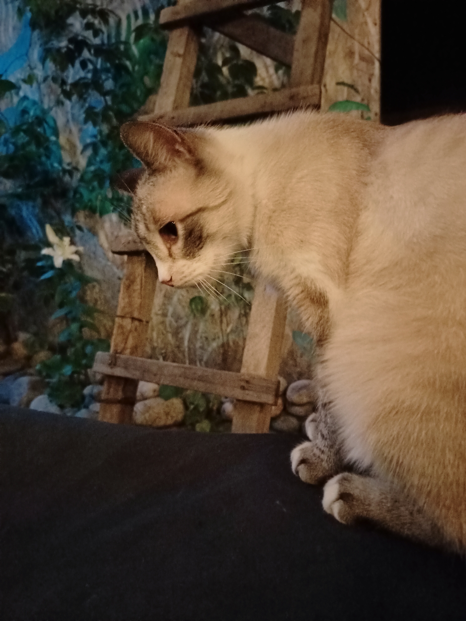 A light-colored cat with Siamese markings is resting on a dark surface, likely a piece of furniture, in an outdoor setting at night. The cat is positioned in the foreground, facing to the left and looking downwards. Its fur is a pale cream color with darker points on its ears, face, and paws. The background features a dimly lit garden area with foliage, stones, and a wooden ladder structure. A single white flower is visible on the left side of the frame. The lighting suggests artificial illumination, possibly from a nearby lamp or the ambient light of a city, but no specific Almaty landmarks are identifiable. The overall scene is calm and still, with the cat appearing relaxed.