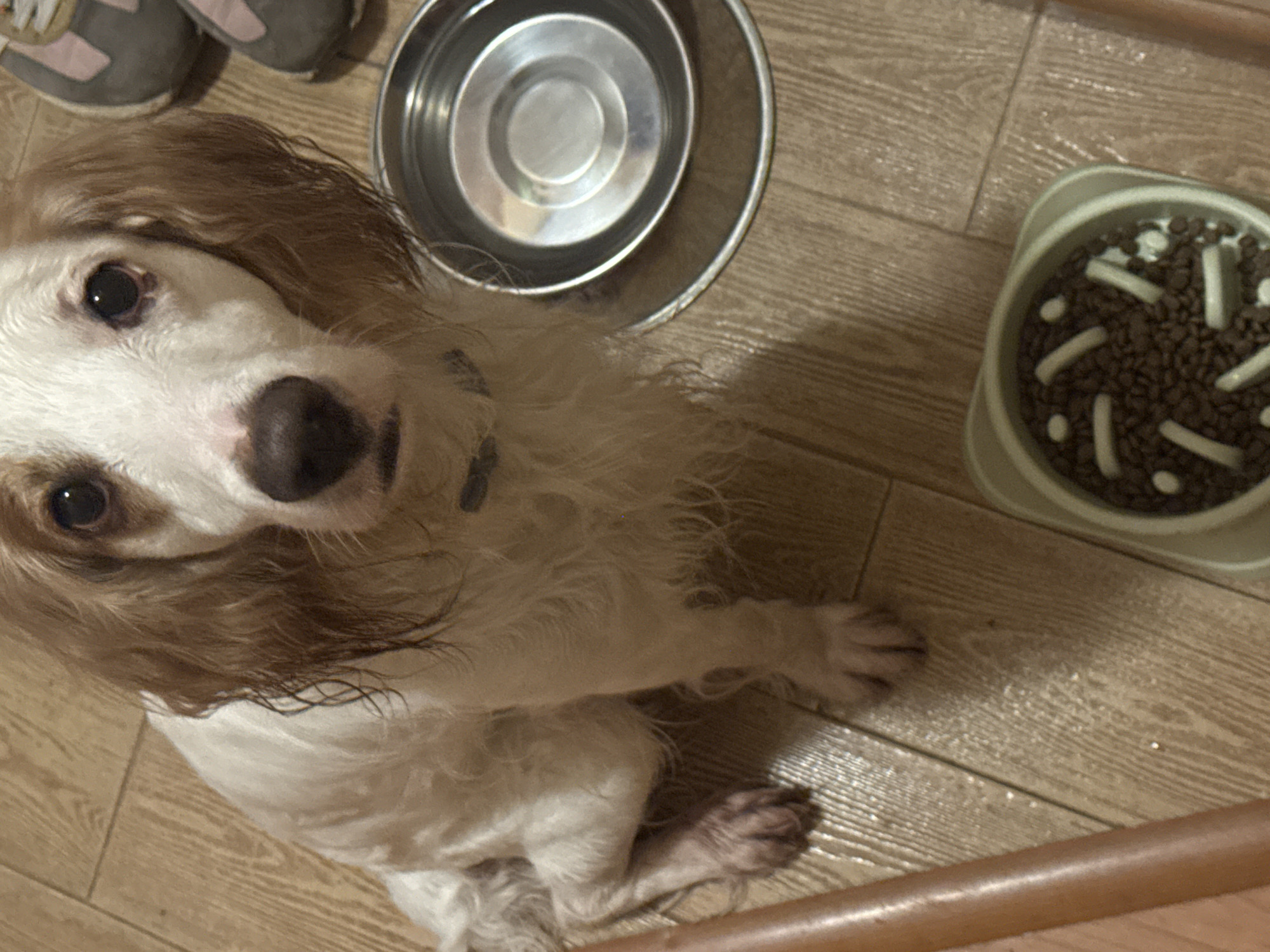The image shows a dog sitting on a wooden floor next to a metal food bowl and a plastic food bowl filled with kibble and white treats. The dog has white and brown fur and appears to be looking at the camera. In the background, there are two shoes. The scene is indoors, likely in a residential setting. There is no indication of the city of Moscow, Russia.