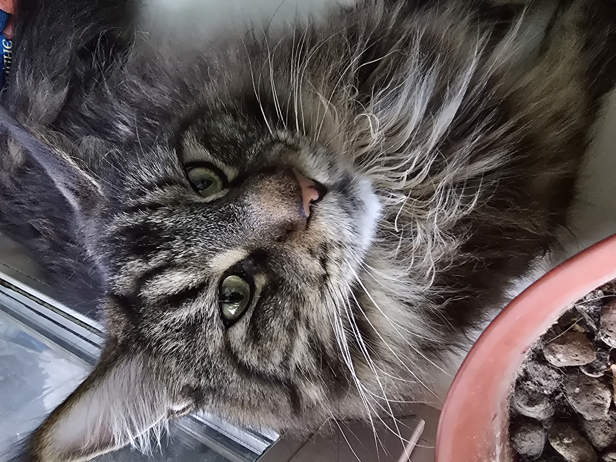 A close-up, eye-level, outdoor photograph captures the head of a long-haired, tabby cat. The cat's fur is a mix of brown, grey, and black stripes, with prominent white whiskers. Its green eyes are wide open, and its ears are perked forward. The cat is looking directly at the camera. In the lower left corner of the frame, the edge of a pinkish-red pot filled with soil and small rocks is visible. The background consists of what appears to be a window with a grey, textured curtain or blinds. The lighting suggests it is daytime, possibly with diffused sunlight. The specific location within the city of Krasnoyarsk, Russia, cannot be determined from the visual information provided in the image.