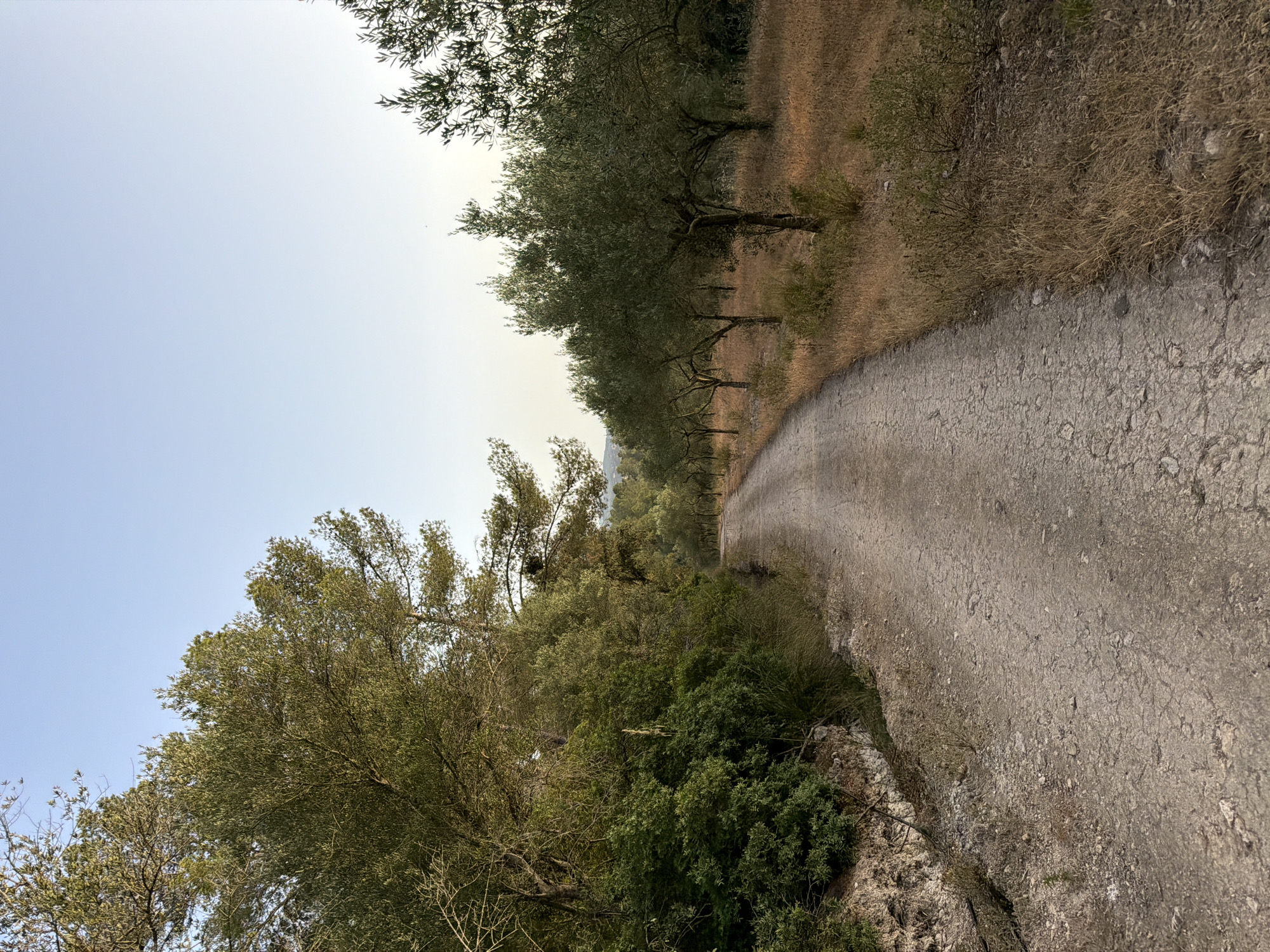 The image depicts a dirt road winding through an olive grove on a clear day. The road surface is dry and cracked, with loose stones and gravel. On the left side of the road, dense green foliage and trees line the embankment. To the right, rows of olive trees with thick trunks and green leaves are interspersed with dry, golden grass and smaller bushes. In the background, more trees and hills are visible under a pale blue sky. The lighting suggests it may be early morning or late afternoon. This scene is representative of the rural landscape found in and around Montuïri, Spain, a town known for its agricultural heritage, including olive cultivation.