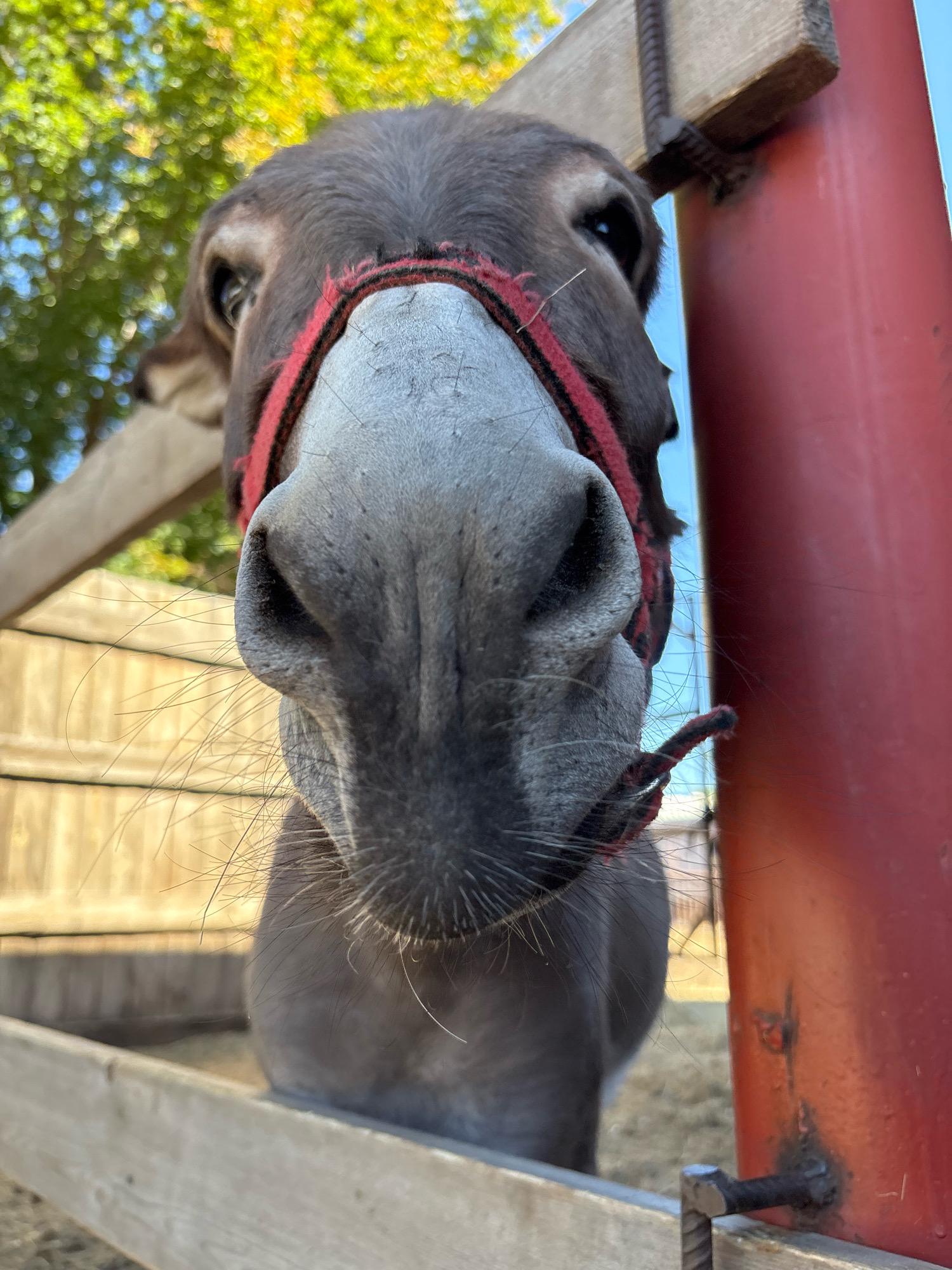 The image shows a close-up, low-angle view of a donkey's face. The donkey is wearing a red and black halter. The background is blurred, with some green foliage and a blue sky visible at the top. The donkey is in what appears to be an outdoor enclosure with wooden fencing. A red metal post is also visible on the right side of the image. The lighting suggests it is daytime. There is no indication of the city of Orenburg, Russia, or any other specific geographic location.