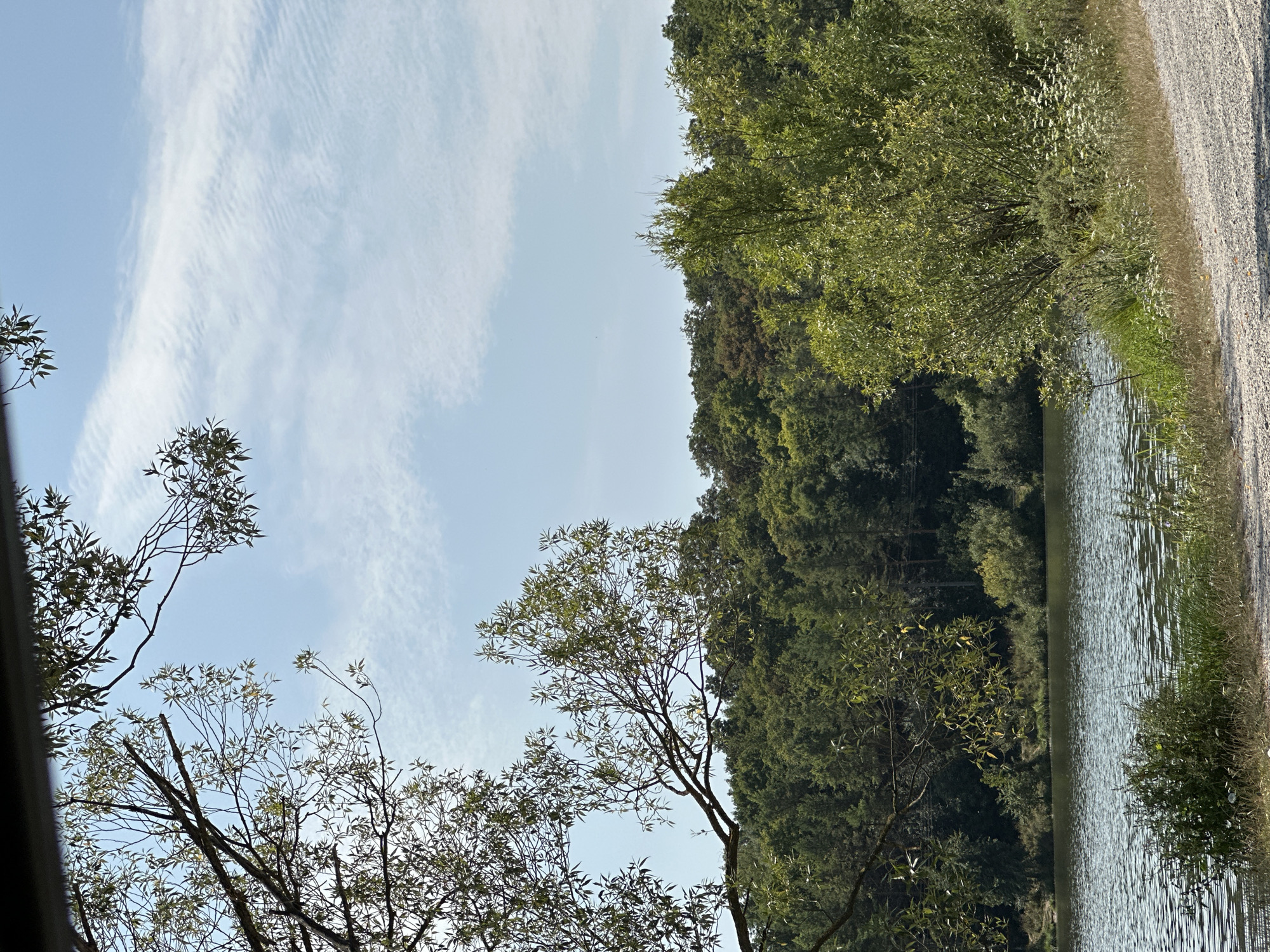 The image depicts a serene natural landscape, likely a lake or riverbank, with a dense forest in the background. The foreground features a body of water with ripples, suggesting a gentle breeze. To the right, a gravel path runs along the edge of the water, bordered by green vegetation, including tall grass and small white wildflowers. A large tree with sparse leaves partially shades the left side of the scene, with its branches extending towards the sky. The sky is a clear blue with scattered wispy clouds. The overall impression is one of a peaceful outdoor setting. Given the request to include the city of Makiv, Ukraine, this scene could be a location within or near the city, such as a park, reservoir, or natural reserve.