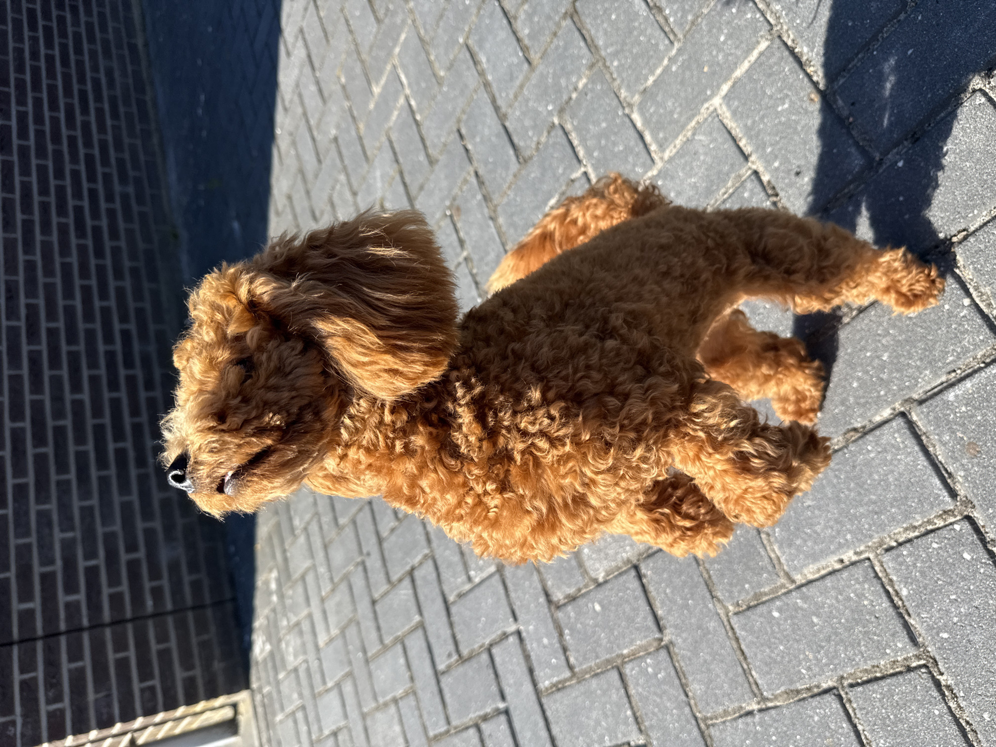 A ginger-colored toy poodle stands on its hind legs on a grey brick patio. The dog is facing away from the camera, looking upwards towards the left. The poodle has curly fur and its front paws are raised in the air. The background consists of a dark brick wall and a sunlight-dappled patio. The scene is set in the city of Marum, Netherlands.