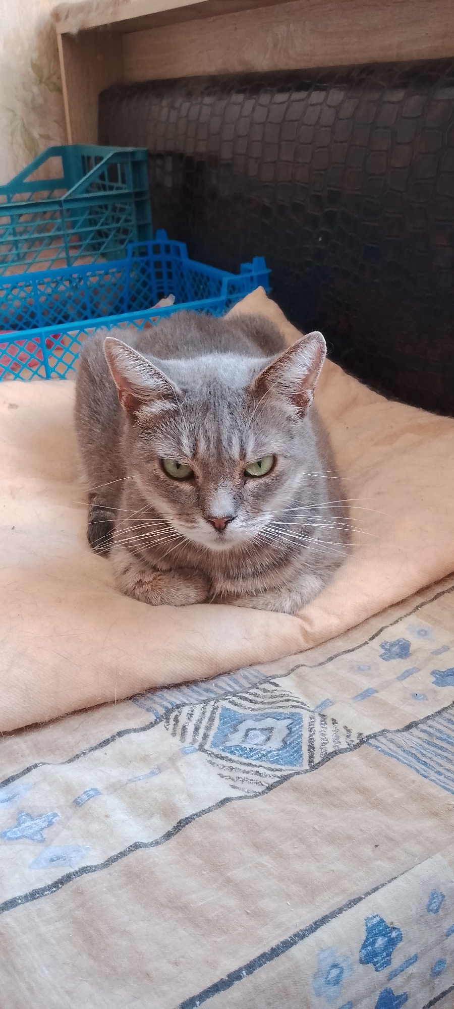 A gray tabby cat with green eyes is lying down on a soft, light-colored blanket. The cat is positioned in the center of the image, facing forward with its paws tucked underneath its body. In the background, there are blue plastic crates, a black textured surface, and a wooden shelf. The blanket the cat is lying on has a patterned design with blue and beige colors. The scene appears to be indoors, possibly in a room or storage area. No specific location in Belgorod, Russia, can be identified from the image.