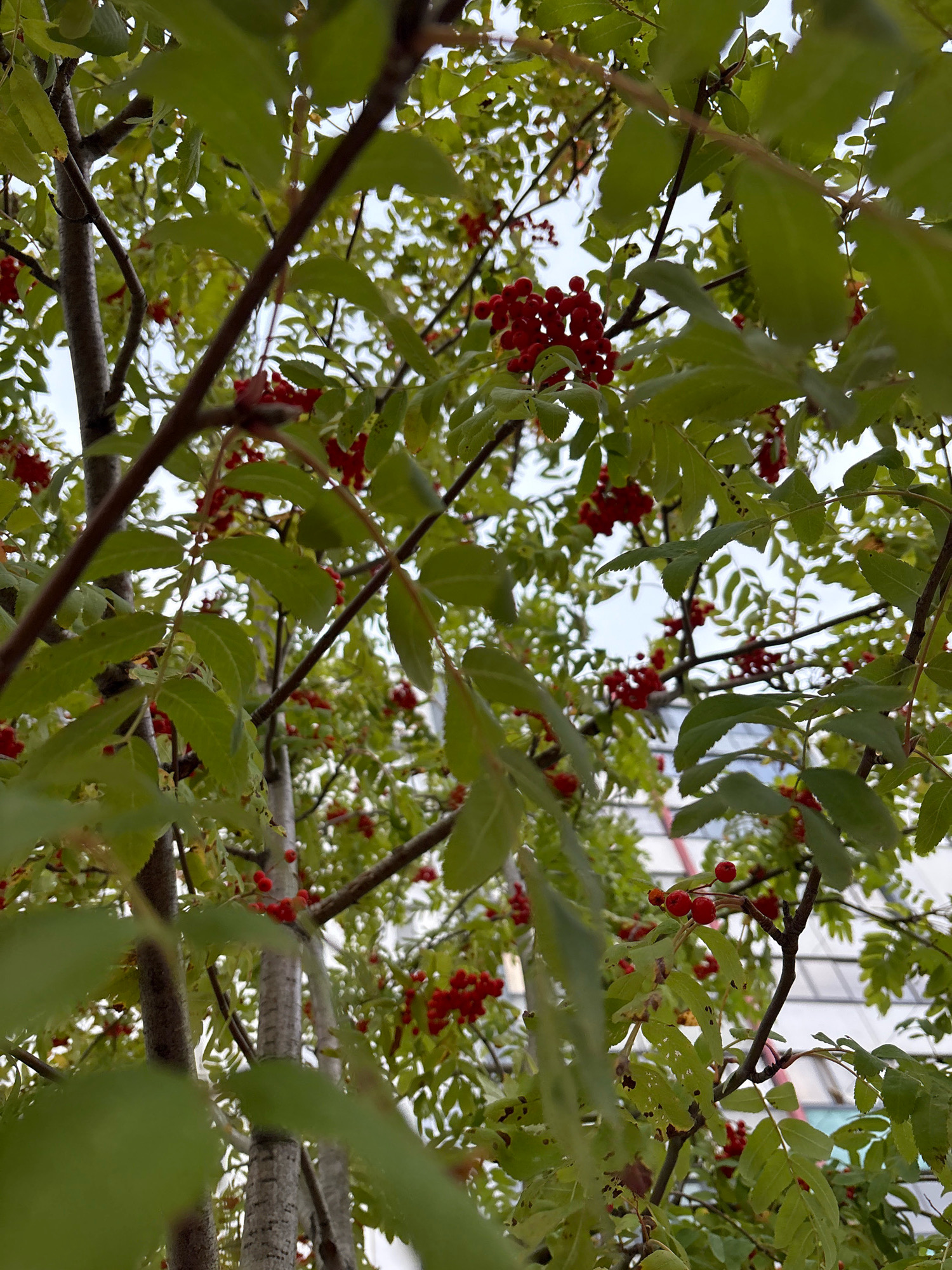 The image is a close-up, low-angle shot of a tree with bright red berries and green leaves, set against a pale, overcast sky. The branches of the tree are dark and textured, with some showing more prominence than others. The leaves are serrated and a vibrant green, some showing signs of wear with small holes. The red berries are clustered together on thin stems, forming small bunches. The background is out of focus, but appears to be a building with reflective surfaces, suggesting an urban environment. The overall impression is of nature thriving amidst a man-made landscape. The image was taken in Zapadny, Russia.