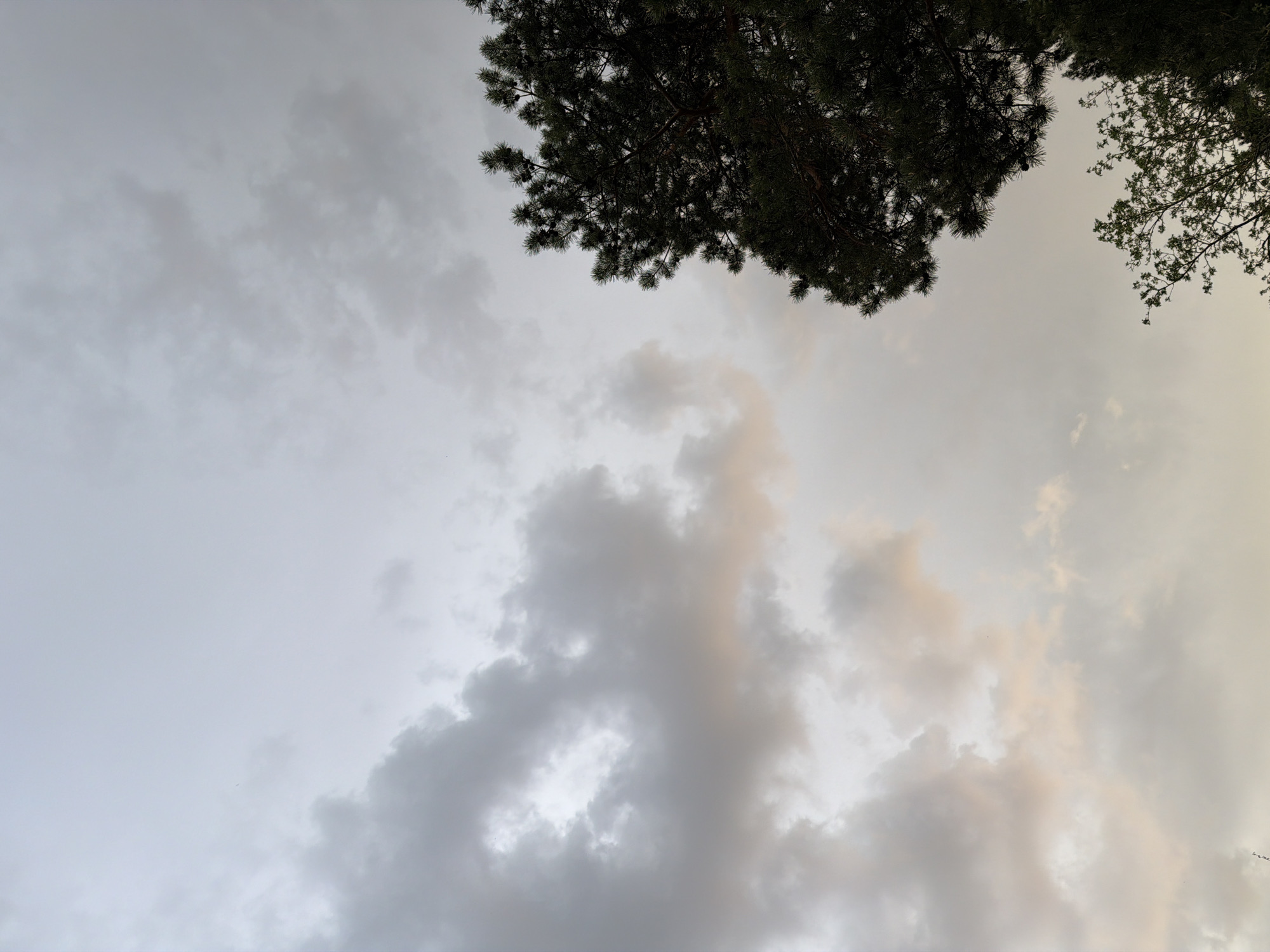 The image depicts a view looking up towards a cloudy sky with tree branches visible in the upper portion of the frame. The sky is predominantly covered in various shades of gray clouds, with some areas appearing lighter and more diffused, possibly indicating the presence of sunlight. In the upper right and left corners, there are sections of tree branches with green foliage. The photograph is taken from an upward angle. No people or specific identifiable objects are present, and the location is unknown.