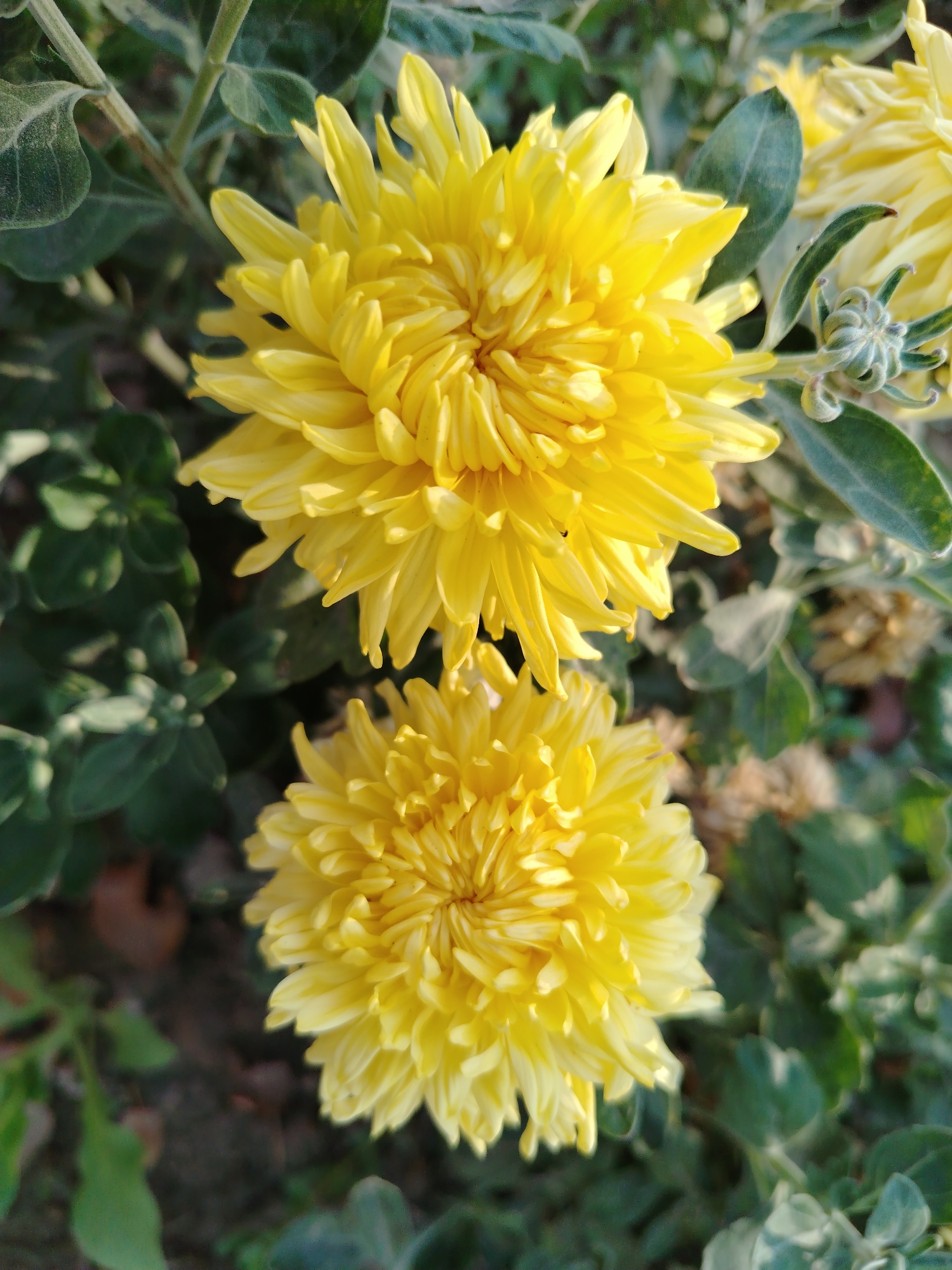The image captures a close-up view of two yellow chrysanthemums in bloom, set against a backdrop of green foliage. The flowers are detailed, showcasing their layered petals and vibrant yellow hue. The top flower is slightly larger and positioned higher in the frame, while the bottom flower is smaller and sits below it. The foliage appears lush and green, suggesting an outdoor setting. The background is slightly blurred, drawing attention to the flowers. The scene appears to be a garden or park environment, possibly within the city of Nurata, Uzbekistan, given the context provided. The lighting suggests it might be daytime, with natural light illuminating the flowers. There are no people or animals visible in the image.