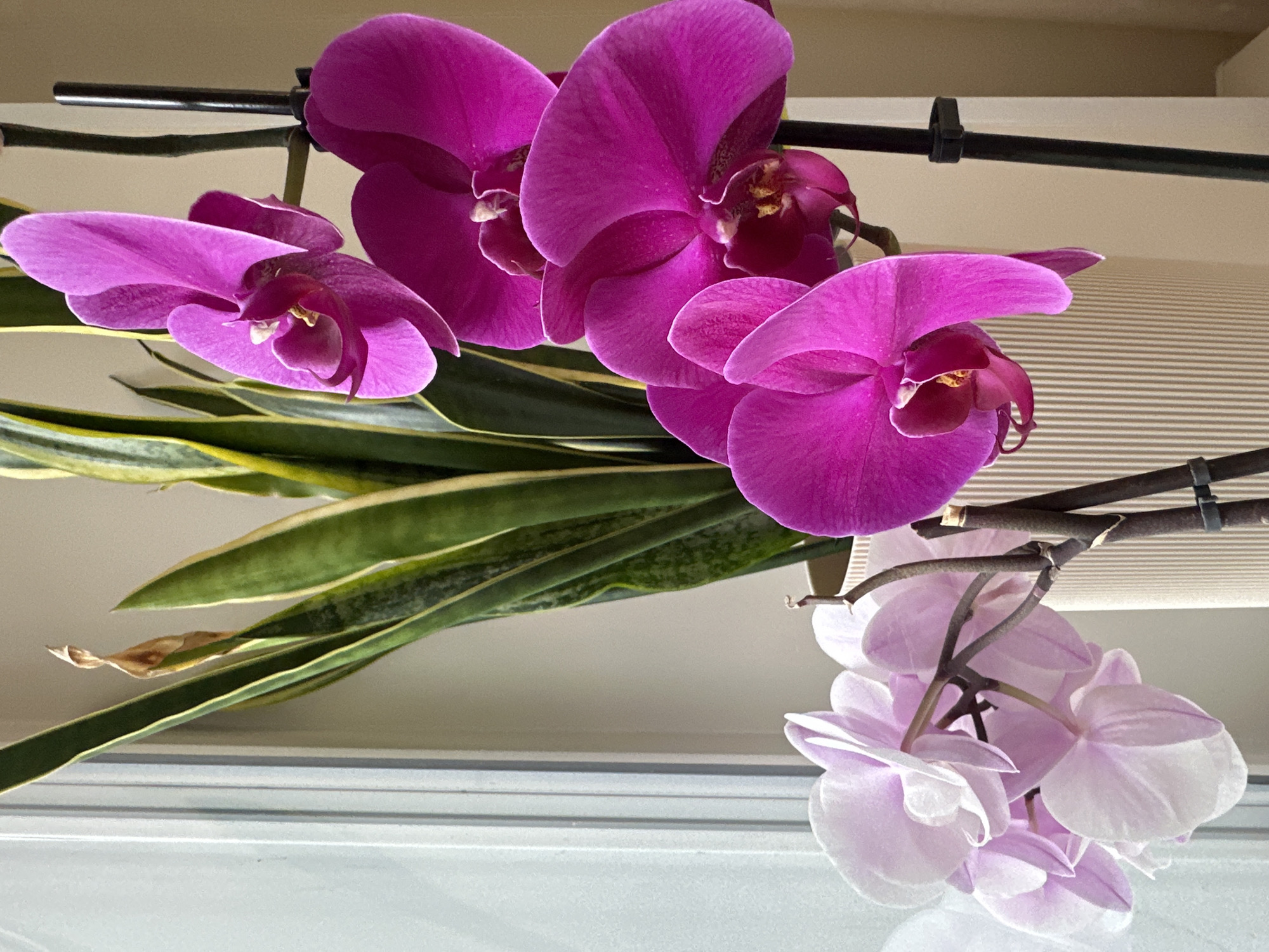 The image depicts an indoor scene featuring two potted plants placed near a window. On the left, a Sansevieria plant with long, variegated green and yellow leaves is visible. To the right of the Sansevieria are several blooming orchid plants. One orchid plant displays vibrant magenta flowers, supported by dark stakes. Another orchid plant, positioned to the left and slightly in front, showcases delicate pale pink and white flowers. The plants are situated in beige, ribbed pots, and the background consists of a neutral, light-colored wall. The overall lighting suggests the presence of natural light from the window. There are no people or animals visible in the image. This scene does not depict a location in Uva, Russia.