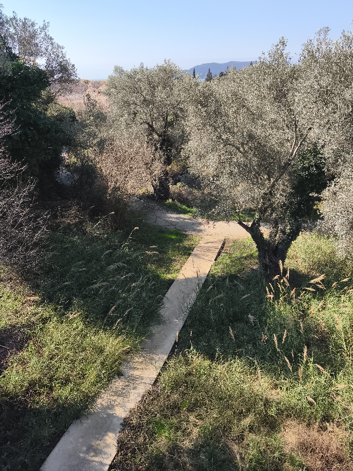 The image depicts an outdoor, natural environment in Divanovići, Montenegro, under clear daylight conditions. A narrow, light-colored concrete path, approximately 0.5 meters wide, traverses the scene diagonally from the lower-left corner to the upper-center, appearing to ascend gently. A distinct shadow from unseen overhead foliage or a structure falls across the path in the mid-ground.
The path is bordered on both sides by dense vegetation consisting primarily of green and dried grasses, weeds, and various shrubs, some displaying mature seed heads. Numerous olive trees with distinctive silvery-green foliage are scattered throughout the mid-ground and right side of the frame, their gnarled trunks visible near the path. Denser, darker green foliage is present on the far left, and some sparsely branched shrubs are visible in the central mid-ground.
In the upper background, a hazy blue sky is visible above a distant, undulating landscape featuring hills or mountains. A faint, lighter-colored horizon line may indicate a body of water or distant terrain. No individuals, animals, or man-made structures other than the path are present within the frame. The scene is illuminated by strong natural sunlight from an unseen source, casting shadows consistent with a sunny day.