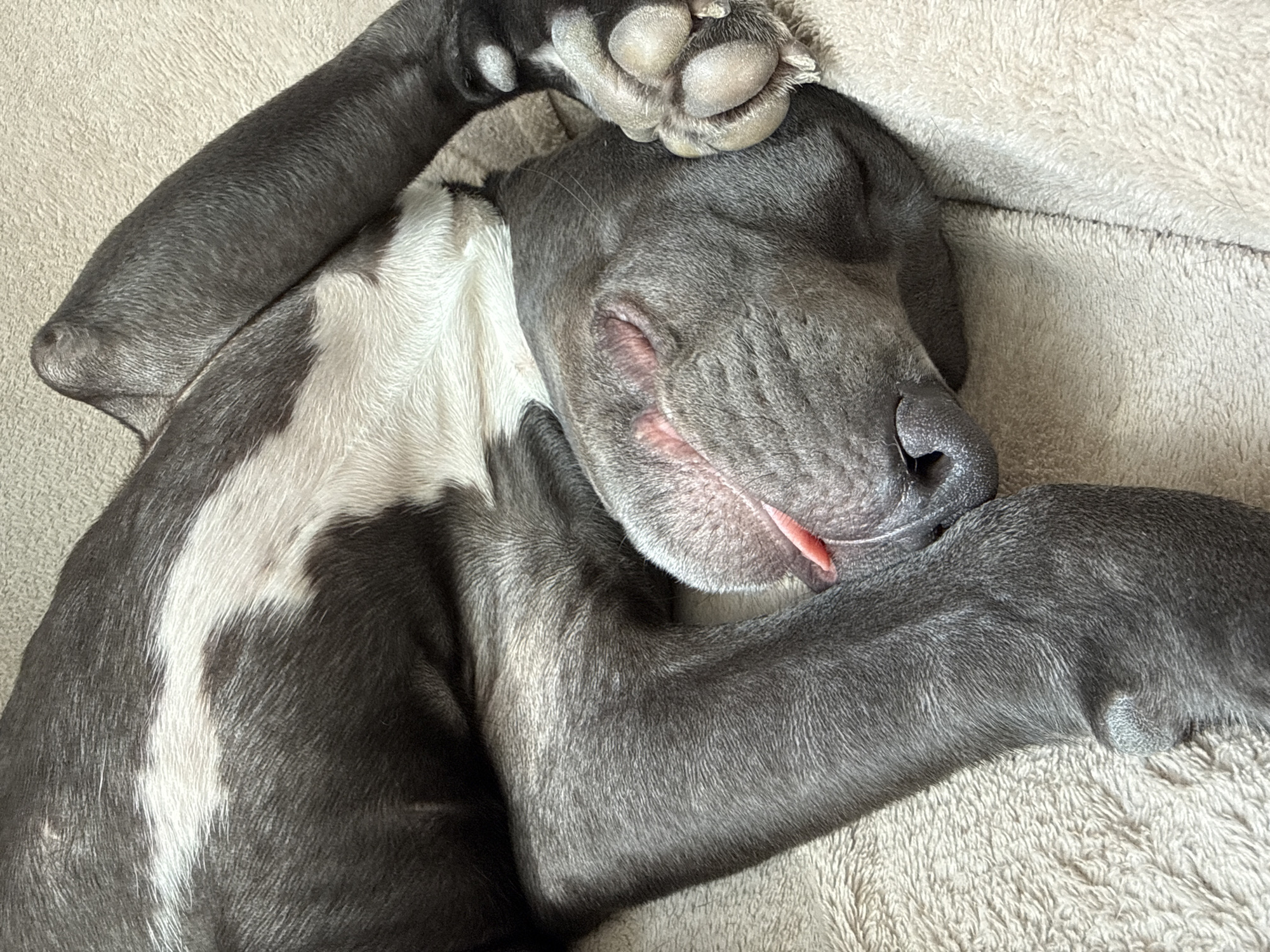 A close-up shot depicts a sleeping Great Dane dog with a gray and white coat, curled up on a light beige, textured blanket. The dog's head is resting on its front paws, one of which is covering its eyes. Its tongue is slightly protruding from its mouth. The breed of dog is the only subject in the image. The environment is indoors, likely a bed or dog bed. The location is not provided in the image, so can’t be placed in the city of Varna, Bulgaria.