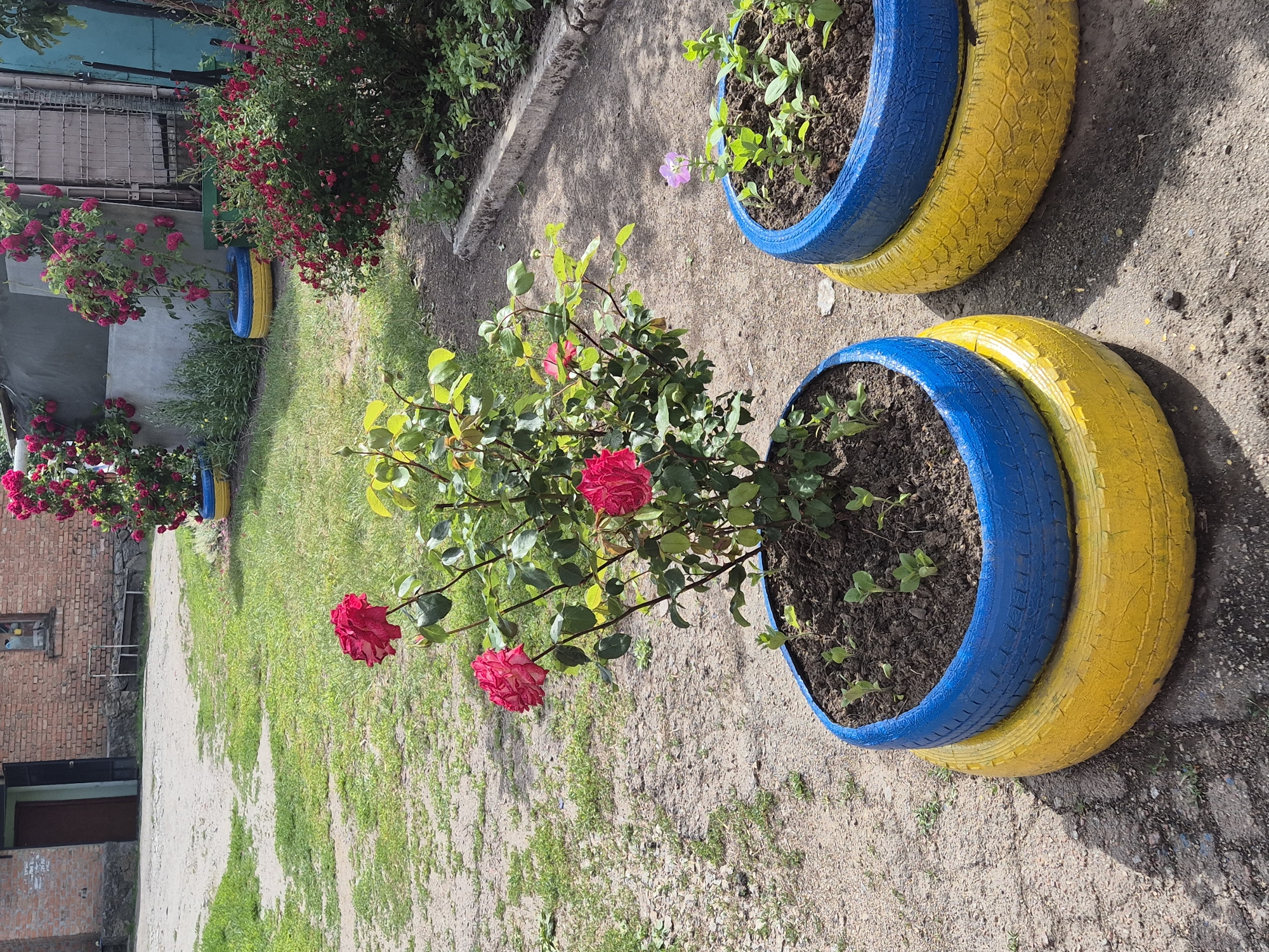 In Sozonivka, Ukraine, a garden scene features two planters made from stacked, painted tires, one blue on top of yellow, the other entirely blue. The front planter contains a rose bush with vibrant red blooms and several small green plants. The rear planter has smaller green plants and a single, small purple flower. A path of gravel and dirt runs between the planters and a grassy area with some sparse weeds. In the background, a brick building with a closed doorway and window is visible, along with a dense shrub of red roses and a metal fence.