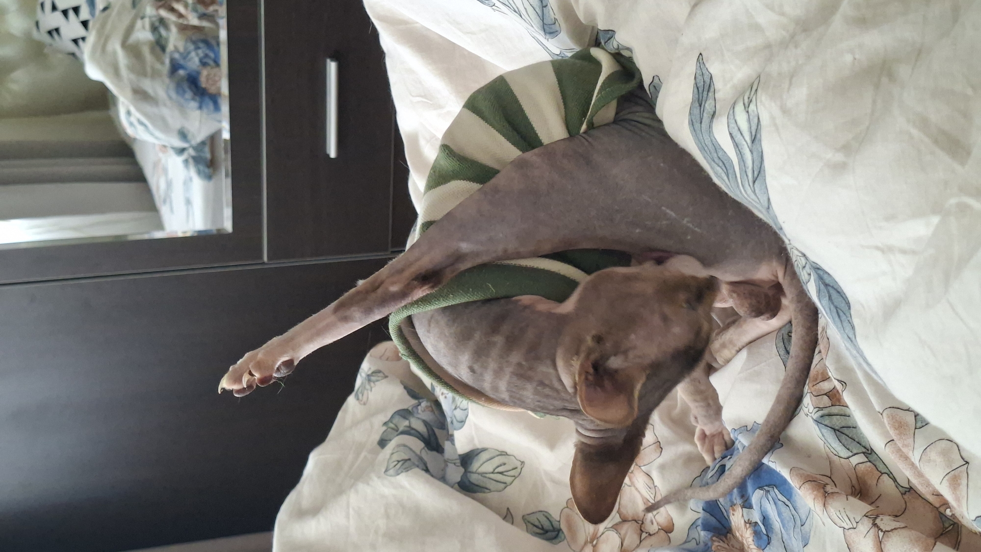 A hairless cat, likely a Sphynx, is positioned on a bed covered with floral patterned sheets. The cat is wearing a green and white striped sweater. Its body is contorted as it appears to be grooming itself, with one hind leg extended high in the air. A closet with mirrored doors is visible in the background. The scene suggests a domestic indoor environment, possibly a bedroom in Myadzyel, Belarus, given the context of the location.