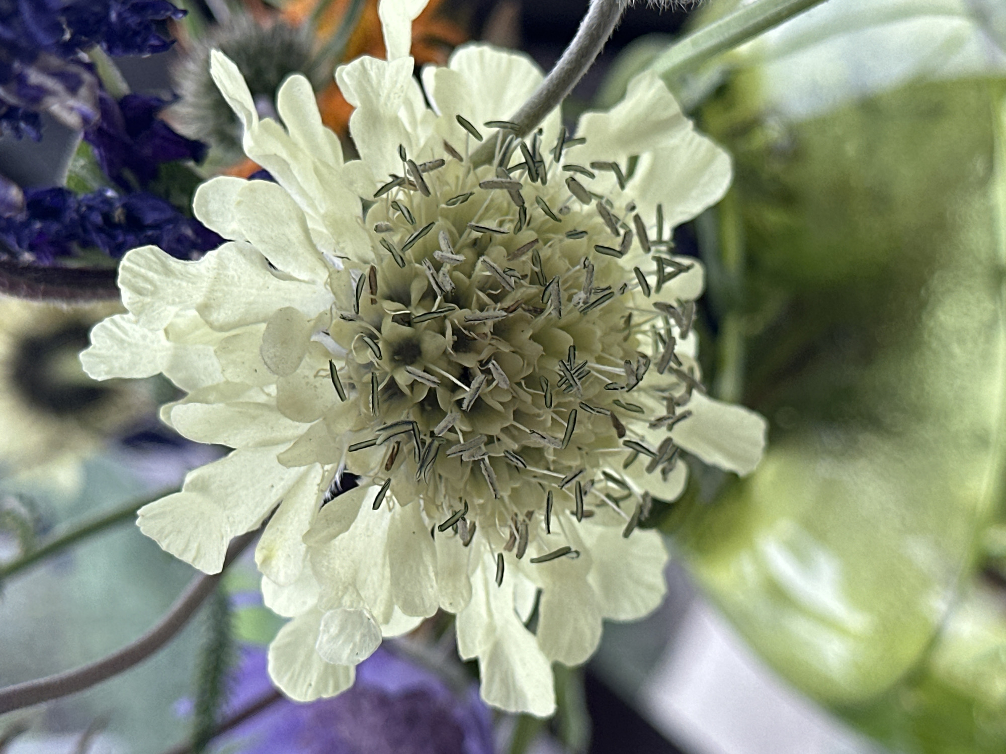 This is a close-up, high-angle shot of a pale yellow flower with numerous stamens in the center, set against a blurred background of other flowers and a green vase. The flower's petals are ruffled and delicate. The stamens are thin and elongated, with small green tips. In the background, hints of purple and orange flowers are visible, along with a thick stem on the right side of the frame. The vase is a bright, glossy green, with a smooth texture. The lighting is soft and natural. There is no indication of the location being Yessentuki, Russia.