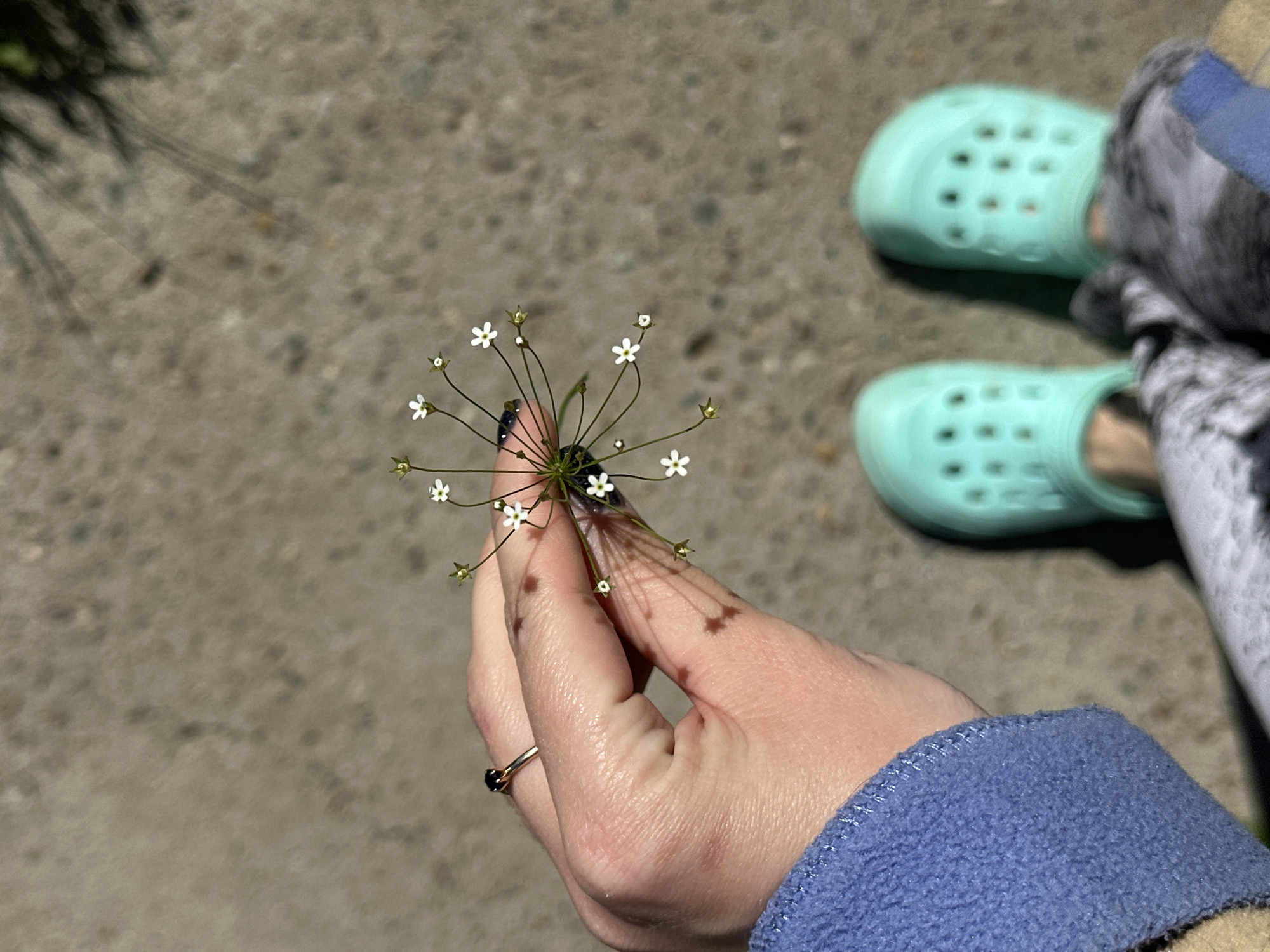 A person is holding a plant with small white flowers. The person is wearing a blue fleece jacket and has a ring on their finger. The person is also wearing light green Crocs. The background is concrete. It is not possible to determine the location as Kuda, Russia from this image.