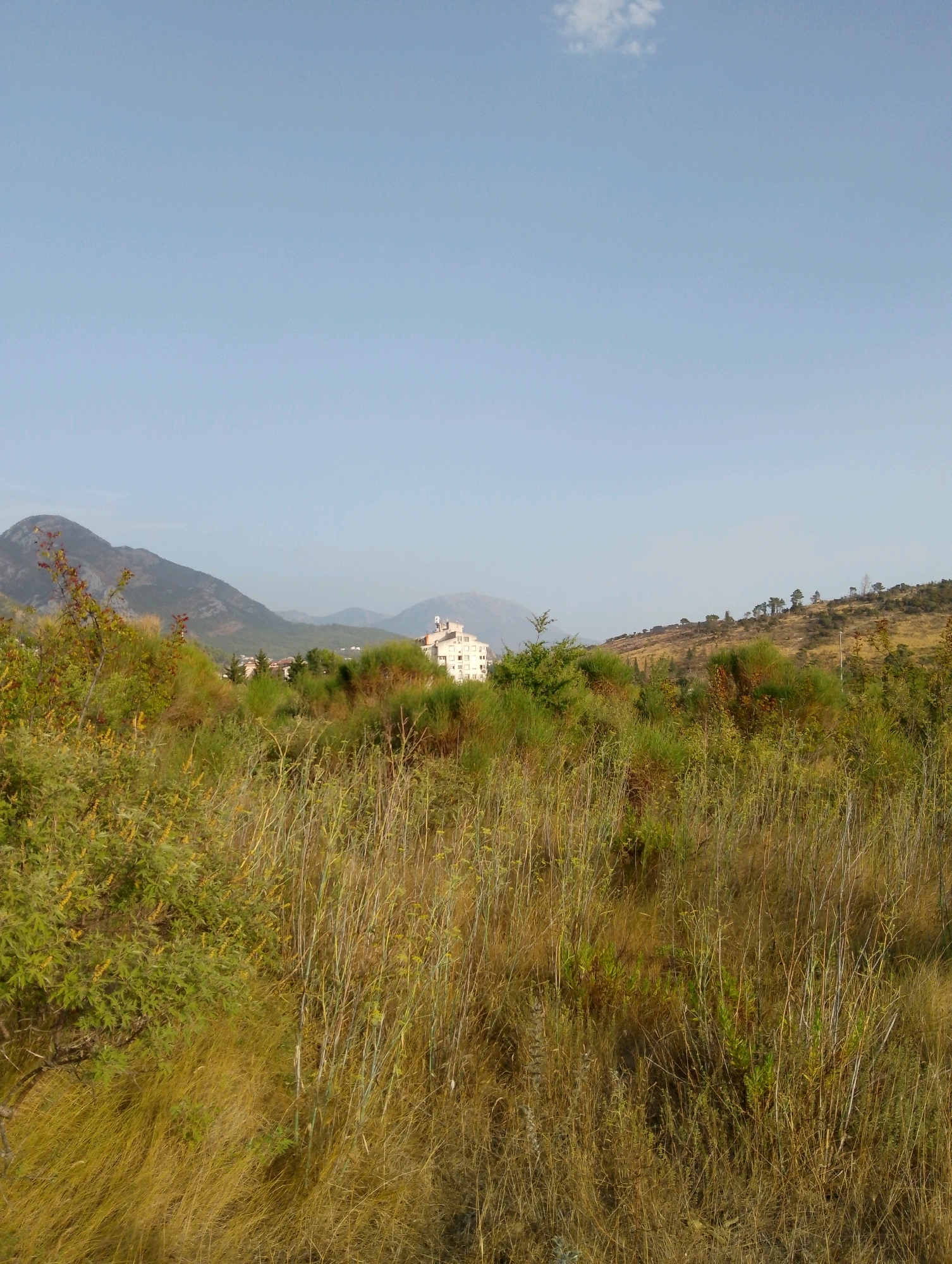 The image depicts a natural landscape with a distant view of a white, multi-story building. The foreground is dominated by tall, dry grass and scrub brush, with some green foliage visible on the left. In the midground, there are more dense green bushes and trees, leading up to a hillside. The hillside is covered in dry grass and scattered trees. Further in the background, mountains rise, with the largest mountain on the left featuring a rugged, rocky texture. The sky is a clear, light blue with a single small white cloud. The building appears to be situated in a residential area nestled amongst the hills. The scene is outdoors, under daylight.