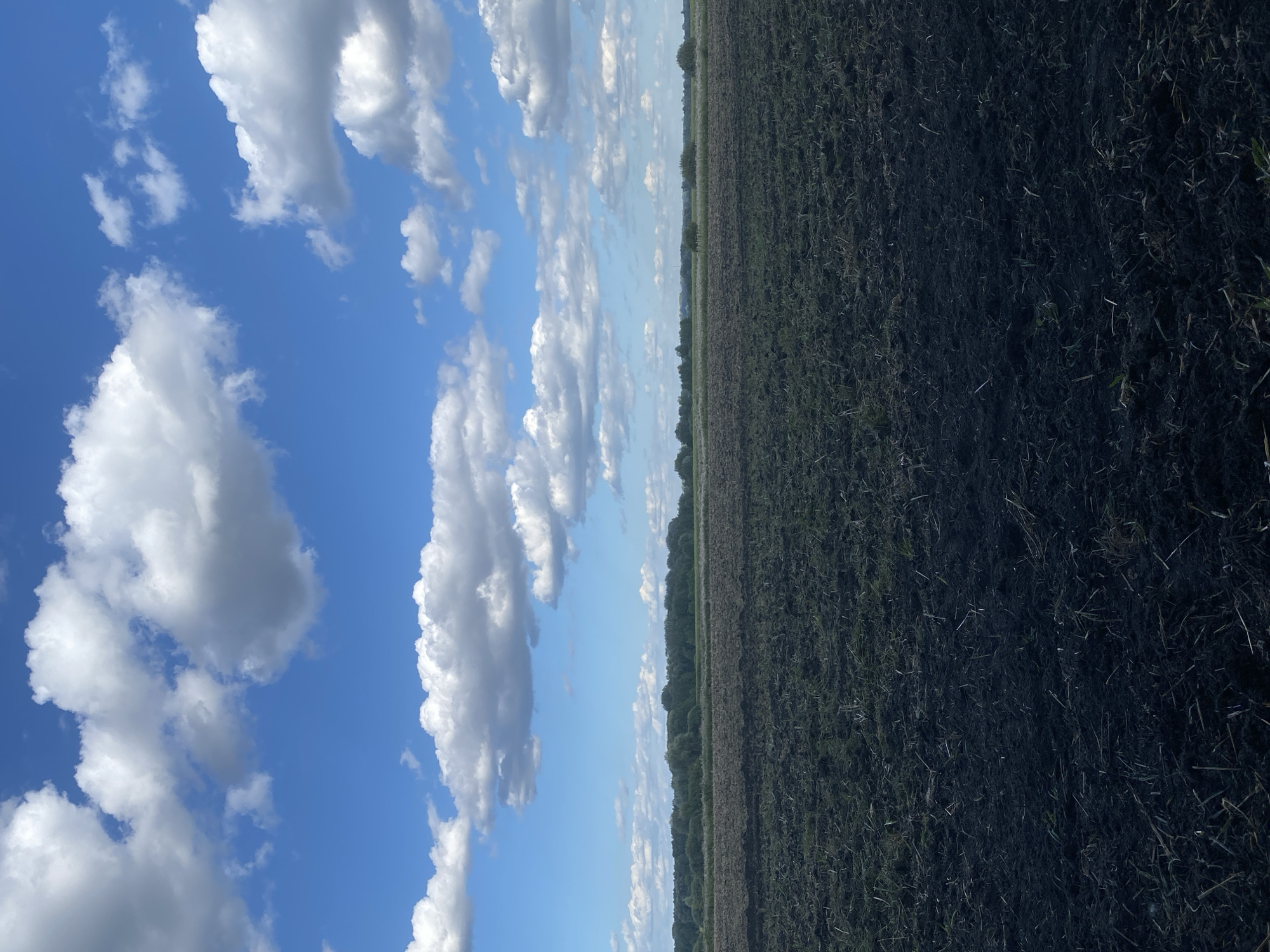 This is a vertical, medium-shot, outdoor photograph of a landscape on a sunny day. The foreground is dominated by dark, plowed soil, with some dried grass and stubble visible. In the middle ground, a line of dense green trees forms a horizon. Above the trees, a bright blue sky is filled with scattered white, puffy clouds. The overall impression is of a rural scene in Ukraine, likely in the village of Matiashivka, given its agricultural landscape. There are no people or animals visible in the image.