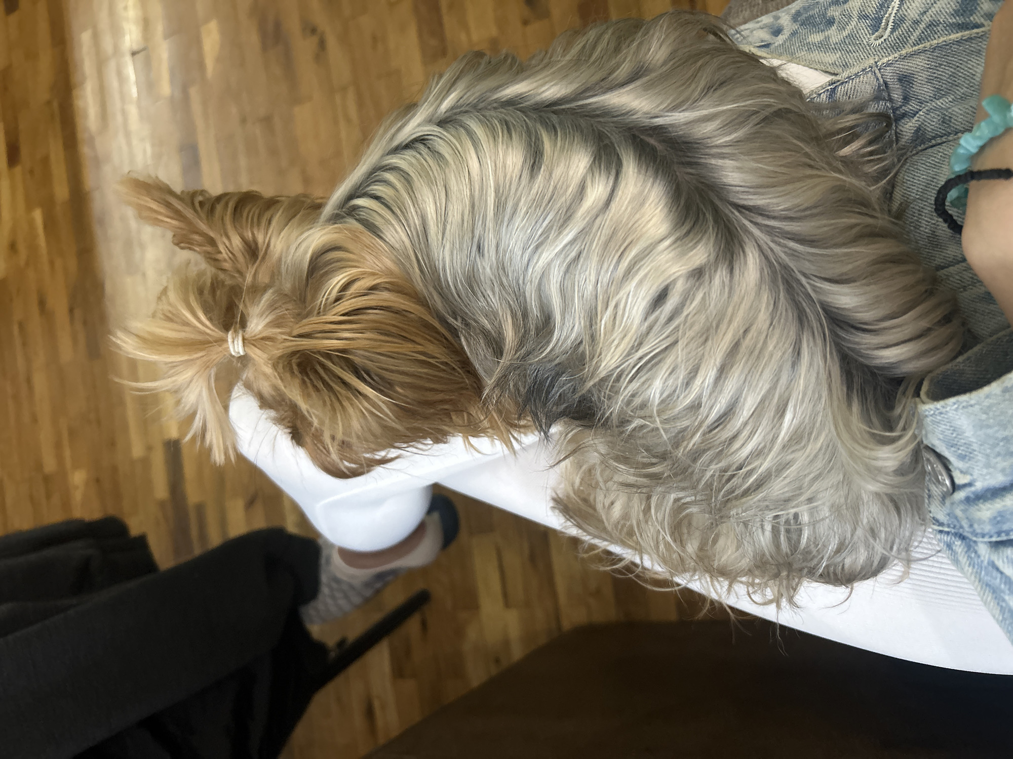 A top-down shot depicts a small, long-haired dog resting on a white surface, possibly a chair. The dog's coat is two-toned, with the top of its head and back displaying a silver-grey color, while the hair around its face is a golden-brown, gathered in a small ponytail. Next to the dog is a person wearing a denim jacket with a turquoise bracelet on their wrist. The background shows a hardwood floor and a portion of a black garment. The location is unknown and cannot be determined from the image. The city of Burgas, Bulgaria, is not represented in the image.