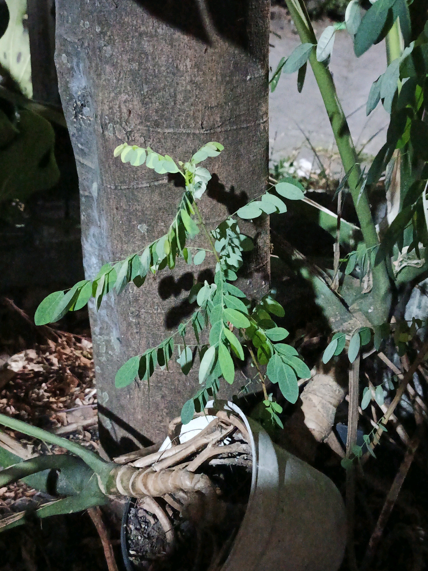 An outdoor nighttime shot in Ketegan, Indonesia shows a close-up of a young tree sapling growing near a larger tree trunk. The sapling has small, oval-shaped green leaves that are clustered along its stems. It is growing out of a pot or container that is partially visible at the bottom of the frame. The larger tree trunk is rough and textured, with shadows cast on its surface from the sapling's leaves. Other foliage and debris are present in the background, suggesting a natural or garden environment. The lighting appears to be artificial, possibly from a streetlamp or nearby building, casting dramatic shadows and highlighting the textures of the scene.
