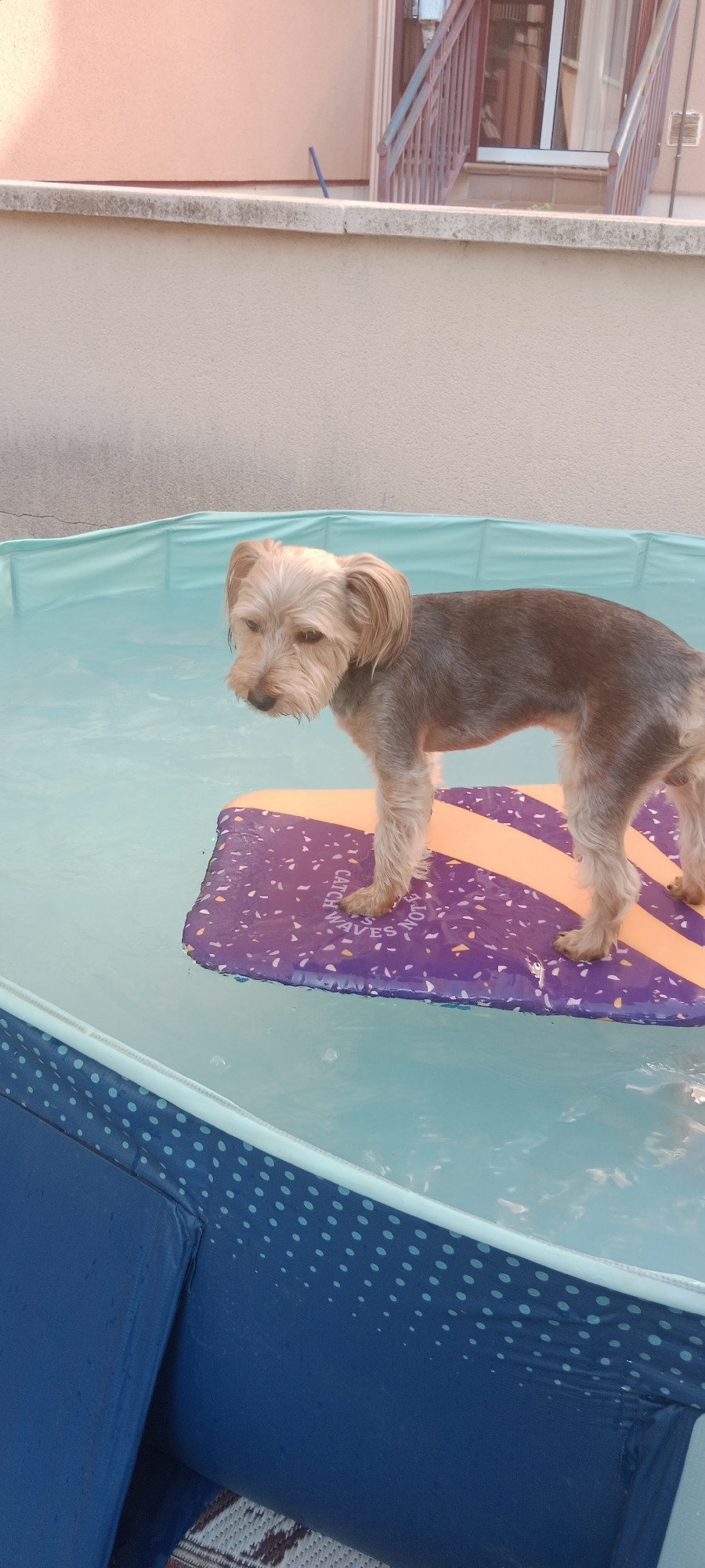 A small, light brown dog with a shaggy coat stands on a purple and orange flotation device in a blue inflatable pool. The dog is facing left, with its ears perked up. The pool is filled with clear, light blue water. In the background, there is a beige wall and a railing with red bars. The scene appears to be outdoors, possibly in a backyard. The lighting suggests it is daytime, with bright sunlight. The dog's expression is neutral. Visible text on the flotation device reads: "CATCH WAVES NOT".