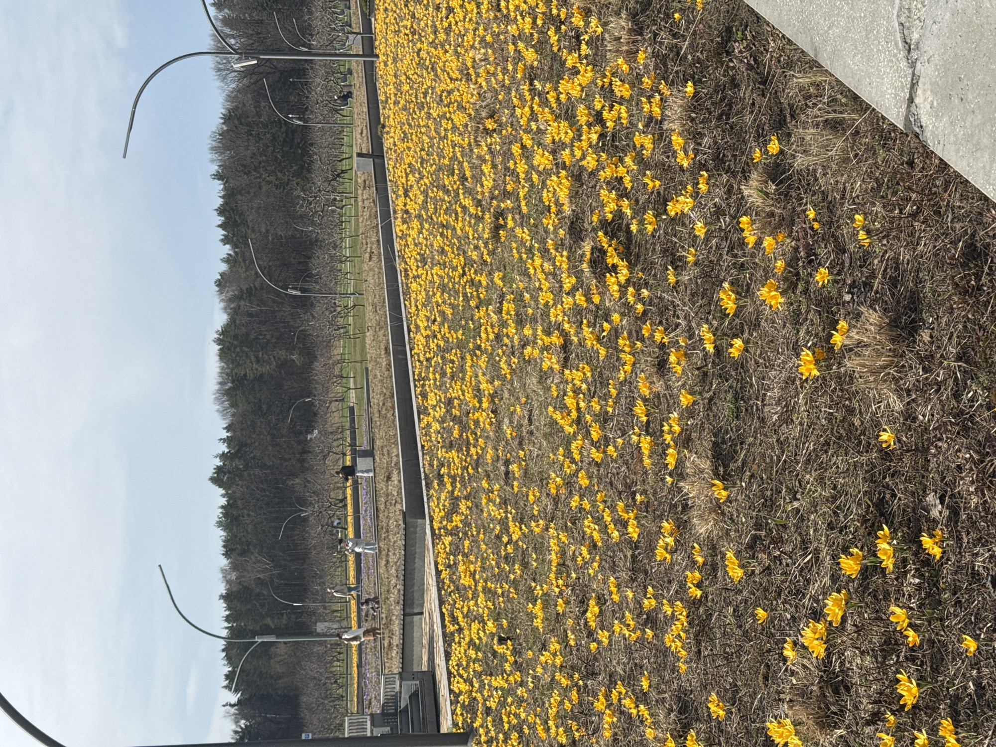The image shows a large field of yellow crocuses in Moscow, Russia. The crocuses are growing amongst dry grass, and there is a row of trees and lampposts in the background. There are several people with dogs walking along a path near the field of flowers. The sky is light blue with sparse cloud cover.