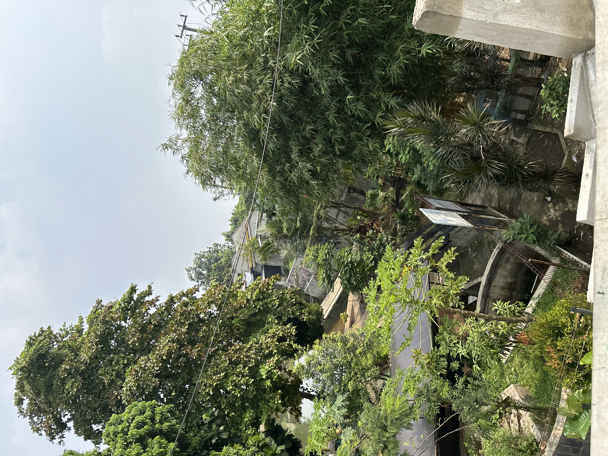 The image captures an overhead view of a densely vegetated area with some structures, likely in a residential neighborhood in Depok, Indonesia. A large tree with dark green leaves dominates the left side of the frame, its branches extending towards a pale sky. To the right, a cluster of bamboo trees with narrow, pointed leaves forms a thick green mass. Beneath the canopy, several low-lying buildings with tiled roofs are visible, some appearing to be in a state of disrepair. A concrete walkway or embankment runs through the scene, with a body of water or a drainage channel visible on the left. Various smaller plants, including what appears to be a papaya tree, are scattered throughout the foreground and middle ground. The presence of power lines and poles indicates an urban or semi-urban setting. The overall impression is one of a somewhat overgrown and utilitarian landscape, typical of many residential areas in Southeast Asia.