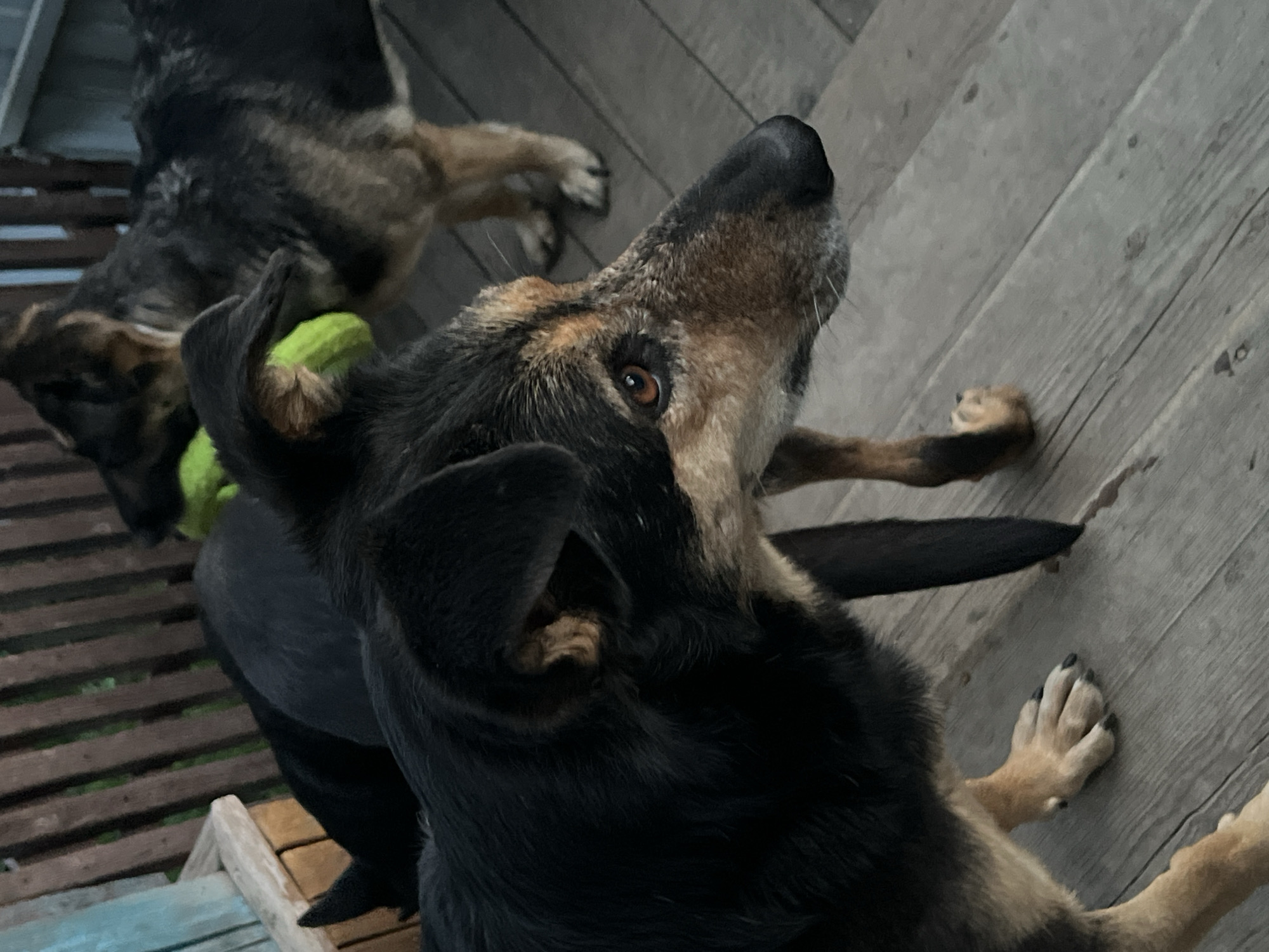 The image shows two dogs on a set of wooden stairs. The dog in the foreground is looking up and to the right. The dog is mostly black with brown markings around its face and legs. The dog has an ear pointed up and the other flopped down. A second dog is in the background on the left of the image, its head is down and a green object is by its side. The stairs are made of light-colored wood and appear to be outside. The location and city of Nizhny Tagil, Russia is not visible in the image.