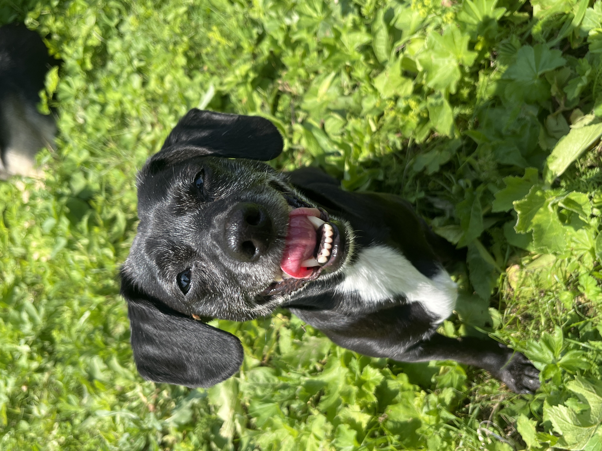 A medium-sized black dog with white chest fur is sitting on a grassy area. The dog is looking directly at the camera with its mouth open and tongue hanging out, appearing to pant. Its fur shows signs of aging with graying around the muzzle and eyebrows. The background is filled with lush green grass and some scattered leaves. Another dog, mostly out of focus and dark in color, is visible behind and to the right of the main subject. The lighting suggests it is a sunny day. The location is unknown and cannot be determined from the image.