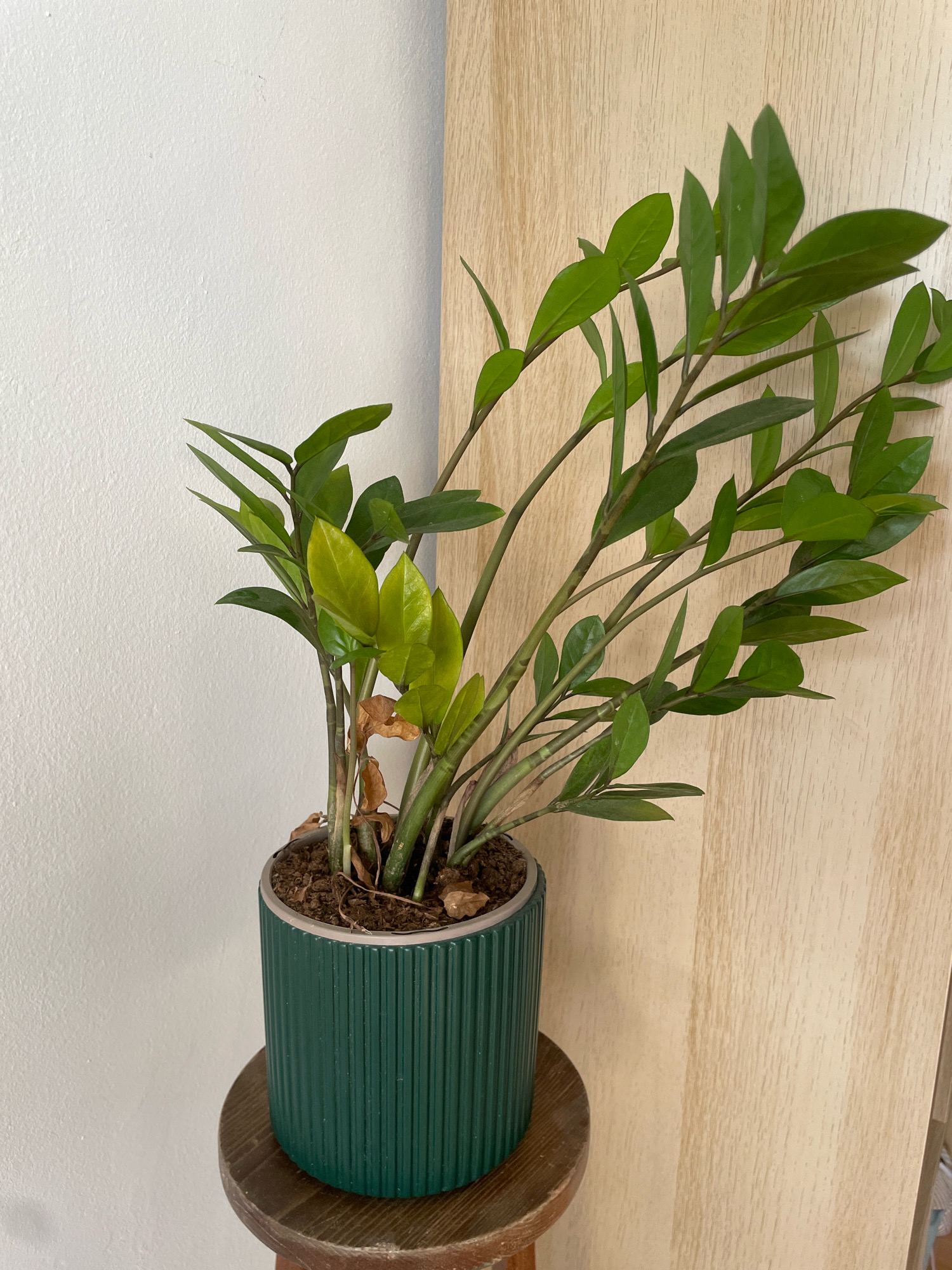 The image depicts a potted plant with green leaves and some brown, dried leaves, situated in a dark green, ribbed pot. The pot rests on a round, wooden stool. The background consists of a textured white wall on the left and a vertical wooden panel on the right. The lighting suggests an indoor setting. The image does not contain any people or actions. There is no information within the image to suggest a location in Atarfe, Spain.