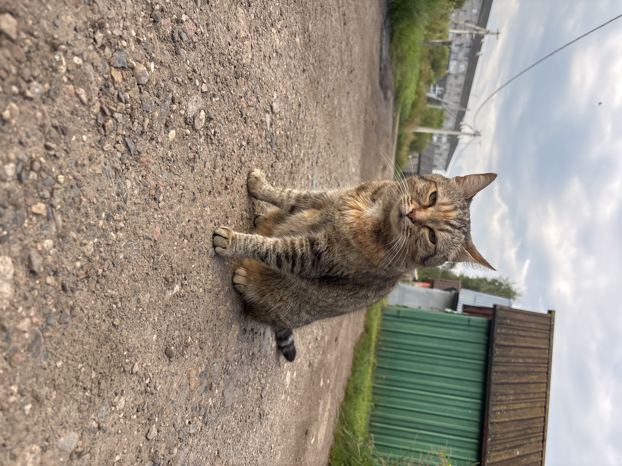 A tabby cat with striped fur and amber eyes sits on a gravelly dirt road. The cat is positioned in the center of the frame, facing forward with its paws tucked beneath it. In the background, there is a green corrugated metal building with a brown roof to the right. Further back, to the left, are multi-story apartment buildings and utility poles with wires. The sky is cloudy. The scene appears to be in a rural or suburban area of Semibratovo, Russia.