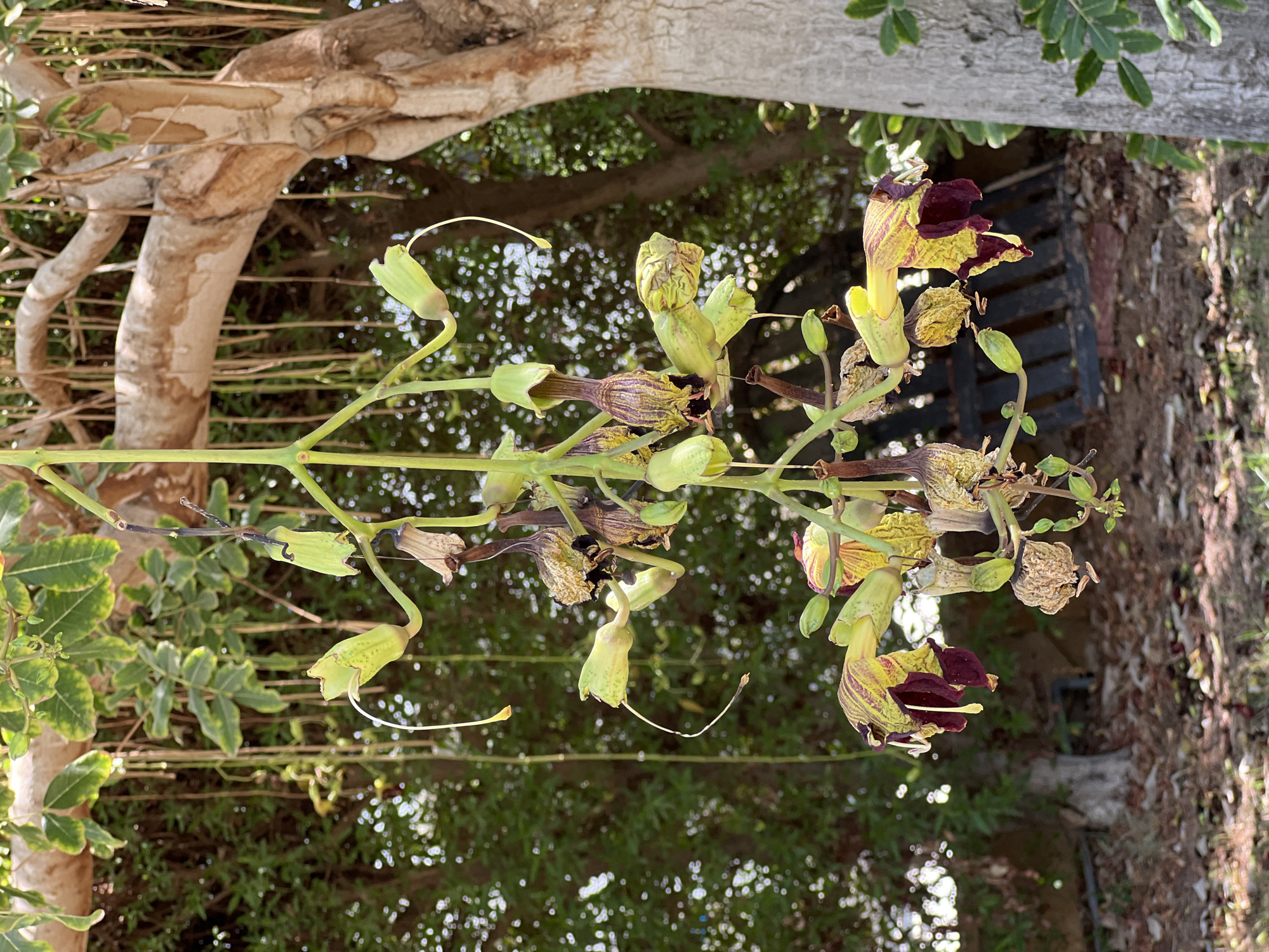 A close-up, eye-level shot captures a cluster of unique, bell-shaped flowers hanging from a tree branch in Sharm El Sheikh, Egypt. The flowers are predominantly light green with streaks of dark purple and yellow, and some appear withered and dried. Delicate, thread-like tendrils extend from the flower buds. In the background, the textured, light-brown bark of a large tree is visible, along with dense green foliage and the ground covered in fallen leaves and debris. A dark, slatted object, possibly a piece of furniture or fencing, is partially visible behind the flowers. The lighting suggests a bright, sunny day. There are no people or animals visible in the image.