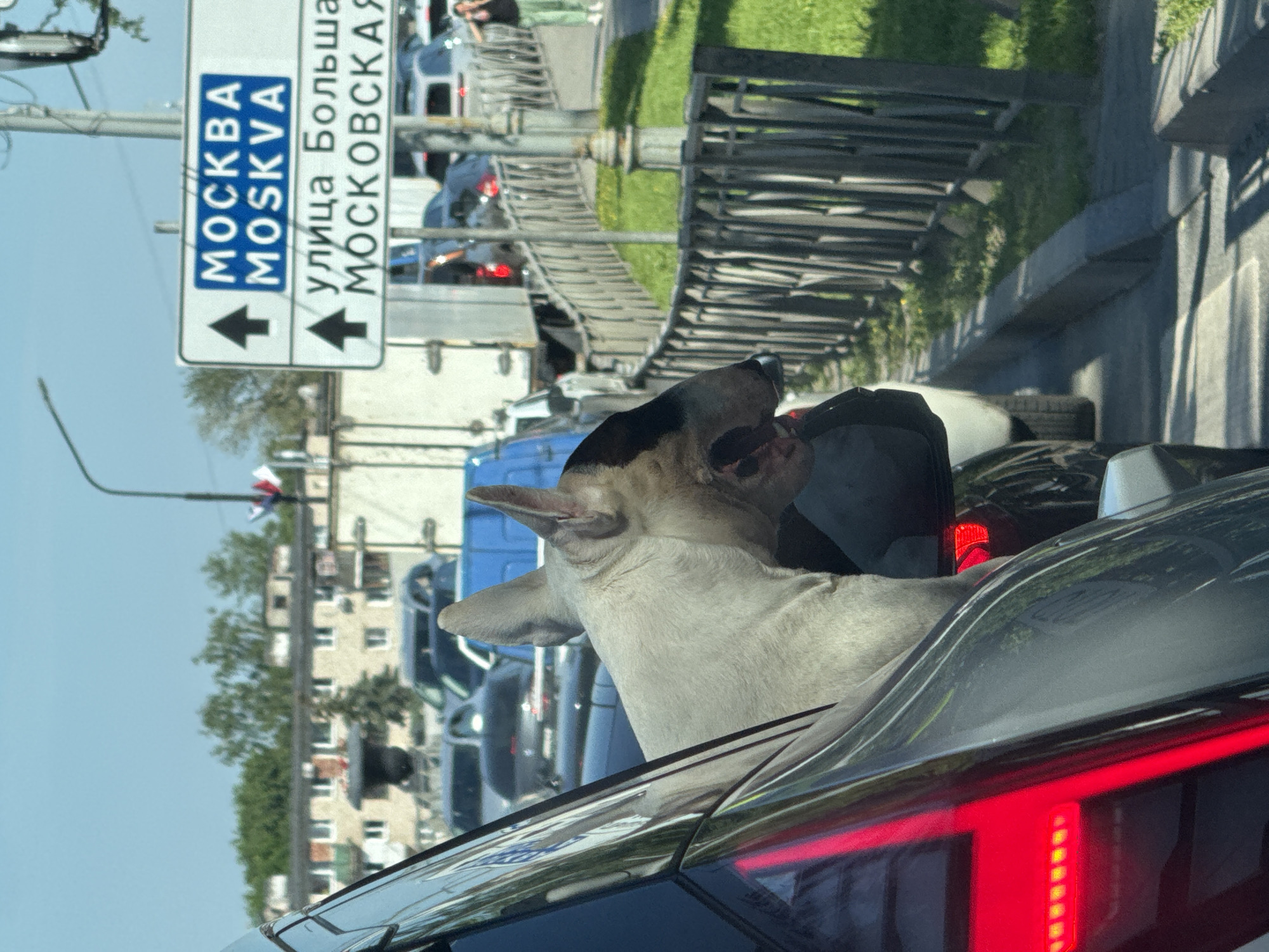 A bull terrier dog is visible through the open window of a car, looking out into traffic. The dog is light-colored with darker markings on its face and ears. The car's interior is dark, with a sliver of red taillight visible on the left side of the frame. The scene appears to be a traffic jam on a sunny day, with other cars and trucks visible in the background. A street sign indicating "MOSKVA MOSKVA" with an arrow pointing forward and "улица Больша МОСКОВСКАЯ" also with an arrow, suggests the location is likely near a major road leading to or within Moscow, Russia. The environment includes a sidewalk and a metal fence bordering a grassy area.