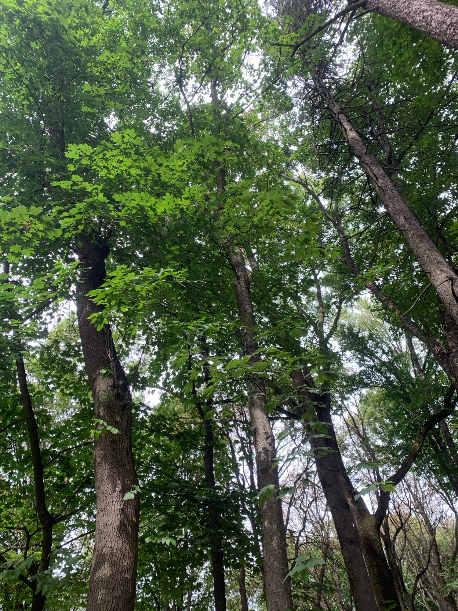 The image shows a dense forest canopy with a sky visible through the leaves. The trees are tall and thick, with rough bark. The leaves are bright green and appear to be from deciduous trees, likely maple or oak, given their shape. Sunlight filters through the foliage, creating dappled light and shadow. The forest appears to be a natural woodland area, typical of a park or reserve. There are no people or man-made structures visible in the image. The scene is devoid of any specific landmarks that would pinpoint its exact location within the city of Lviv, Ukraine, other than it being a forested area.