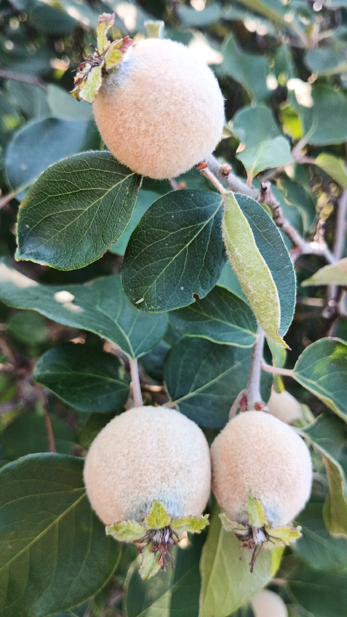 The image shows three young, fuzzy, light-colored fruits growing on a branch with green leaves. The fruits are roughly spherical and appear to be developing at the end of the branches. Some of the fruits have small, green, star-shaped calyxes at their bases, with some dried brown stigmas visible. The leaves are oval-shaped with serrated edges and prominent veins. The background is blurred, showing more foliage and branches. The scene is outdoors, likely in a garden or orchard, and the lighting suggests it is daytime. There are no people or animals visible in the image. There is no information in the image to indicate its location in Kryvyi Rih, Ukraine.