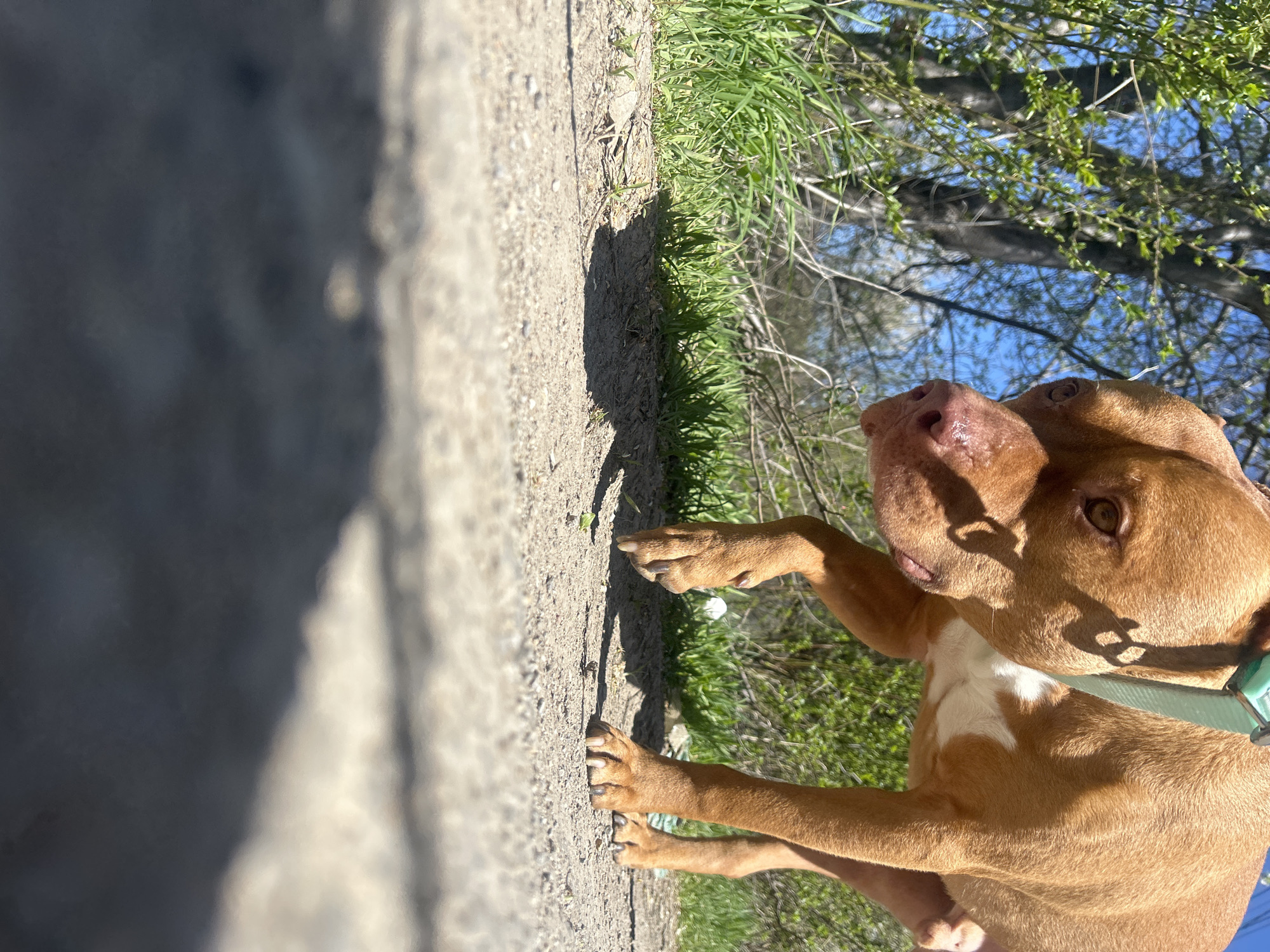 A light brown dog stands on a path, looking up and to the left. The path is light-colored, possibly concrete or gravel, and runs alongside grass and foliage on the right. A concrete wall or structure is visible on the left, casting a shadow on the path. The background includes trees and a blue sky. The dog has a light blue collar and a white patch on its chest.