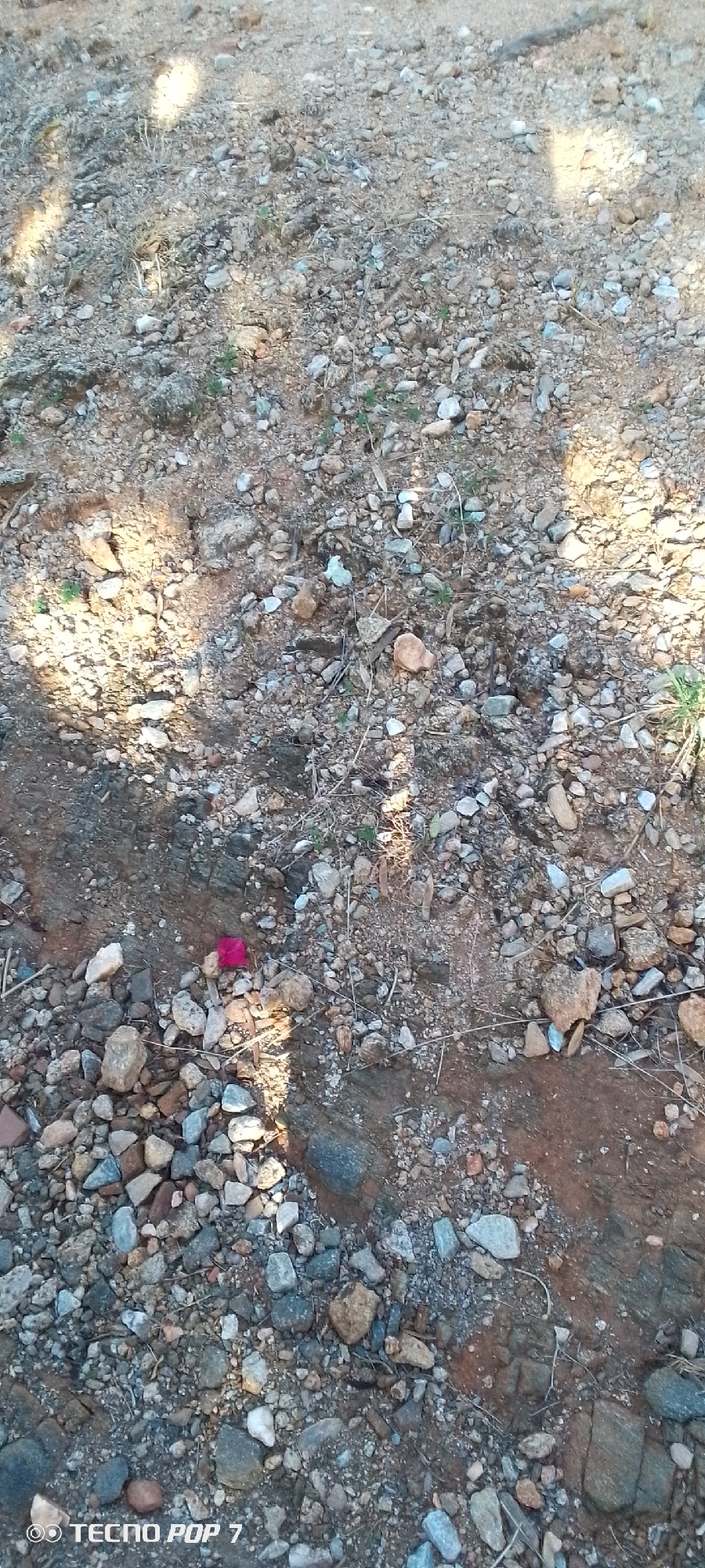 The image shows a close-up view of a dirt and gravel ground surface, likely an outdoor setting in Altagracia, Venezuela. The ground is covered with a mixture of small to medium-sized rocks, pebbles, and reddish-brown soil. There are scattered dry grasses and some faint shadows indicating the presence of sunlight. In the center-left portion of the image, there is a small, bright pink object, possibly a piece of fabric or plastic, lying on the ground amidst the rocks. The bottom of the image shows a watermark with "TECNO POP 7". No people or animals are visible. The overall impression is of an undisturbed, unpaved area.