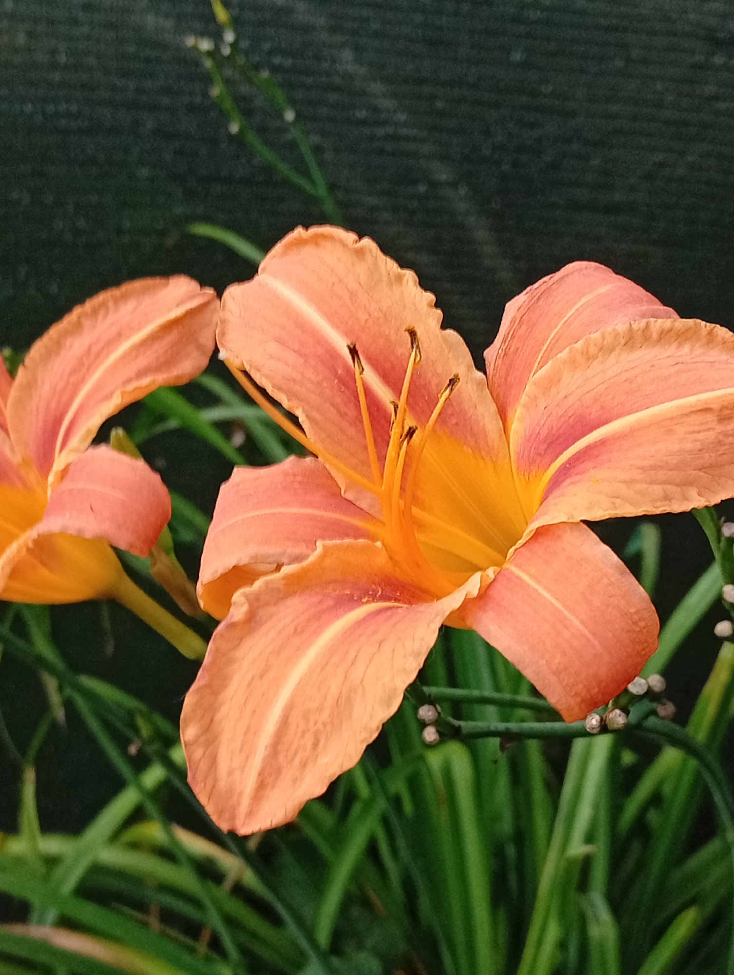 The image shows a close-up view of two orange lily flowers in full bloom. The flowers have delicate, ruffled petals and prominent stamens. They are surrounded by lush green foliage and a dark, textured background, possibly a fence or wall. The lighting suggests it is daytime, with soft shadows indicating diffused sunlight. The scene is likely in a garden or park setting. The location is identified as Pavlovsky Posad, Russia. There are no people or animals visible in the image.