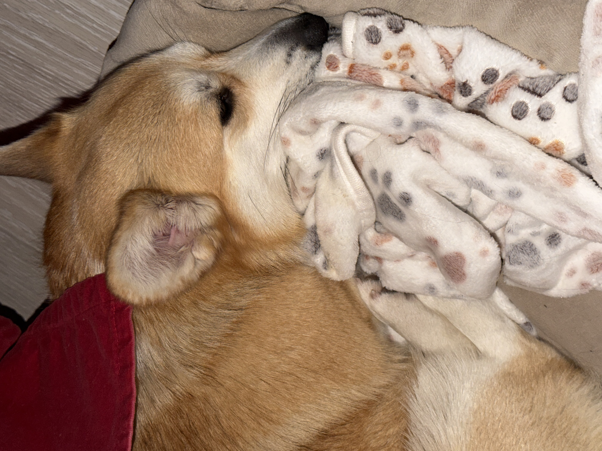 The image displays a light brown and white dog peacefully sleeping or resting in an indoor setting, likely a home in Chaikovsky, Russia. The dog's head is nestled into a soft, white blanket adorned with a pattern of brown and grey/black paw prints or spots. Its eyes are closed, indicating deep slumber, and its black nose is visible against the blanket.
The dog's fur is predominantly a warm, tawny brown, with lighter, almost white sections appearing on its face, underbelly, and the inside of its visible ear. A portion of a red velvet-like fabric, possibly a pillow or another blanket, is visible in the lower left of the frame, beneath the dog's body. The dog rests on a beige upholstered surface, likely a couch or a comfortable pet bed, with a light wood or laminate floor subtly visible in the background.
The lighting appears dim and soft, suggesting a cozy evening or nighttime atmosphere. The overall scene conveys a strong sense of peace, comfort, and contentment. There is no visible text in the image, and while the location context is provided as Chaikovsky, Russia, there are no specific visual cues within the image itself to denote this location.