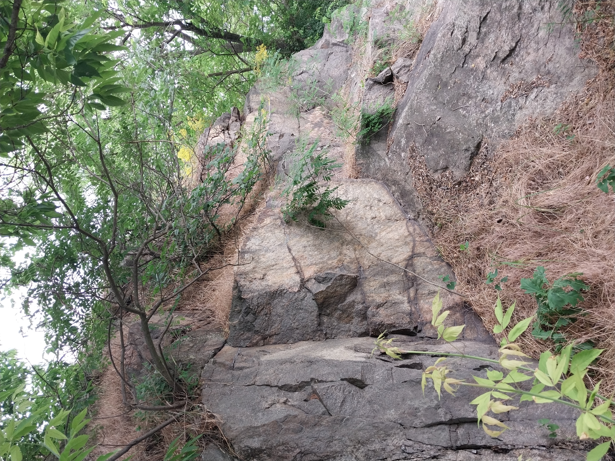 A natural rocky embankment with sparse vegetation, including dry grass and small trees, is depicted in a medium-shot photograph. The rock face is predominantly gray and tan, with visible cracks and layers. Several branches with green leaves extend from the top and sides of the embankment. The ground area in the foreground is covered with dry, brown grass and fallen leaves, with a few green plants growing closer to the rock face. The scene appears to be in an outdoor, natural setting, possibly a park or a less developed area within the city of Staryi Kodaky, Ukraine. No people or animals are present in the image. The lighting suggests an overcast or shaded condition.