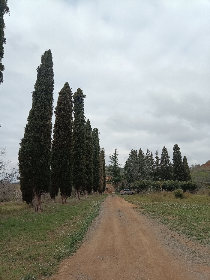The image depicts a rural landscape in Jérica, Spain, under an overcast sky. A single-lane dirt track, light brown with visible gravel, extends from the foreground into the midground, receding towards a cluster of buildings. To the immediate left of the track, a prominent line of approximately eight tall, slender, dark green coniferous trees, identifiable as cypresses, stands vertically. Their light brown trunks are visible at the base. The ground flanking the track consists of green grass interspersed with small white wildflowers.
In the midground, towards the end of the visible track, a two-story stone or brick building with a reddish-tiled roof is partially visible to the left of the track, behind the row of cypresses. A light-colored, possibly silver or beige, four-door vehicle (likely an SUV or estate car) is parked off the right side of the track, in front of denser foliage. Beyond the vehicle and building, a mix of various evergreen trees forms a wooded area. The background on the far right reveals gently sloping hills with reddish-brown soil and sparse vegetation. The sky is uniformly grey and heavily clouded, indicating diffuse light conditions. No individuals are present, and no actions or interactions are occurring.