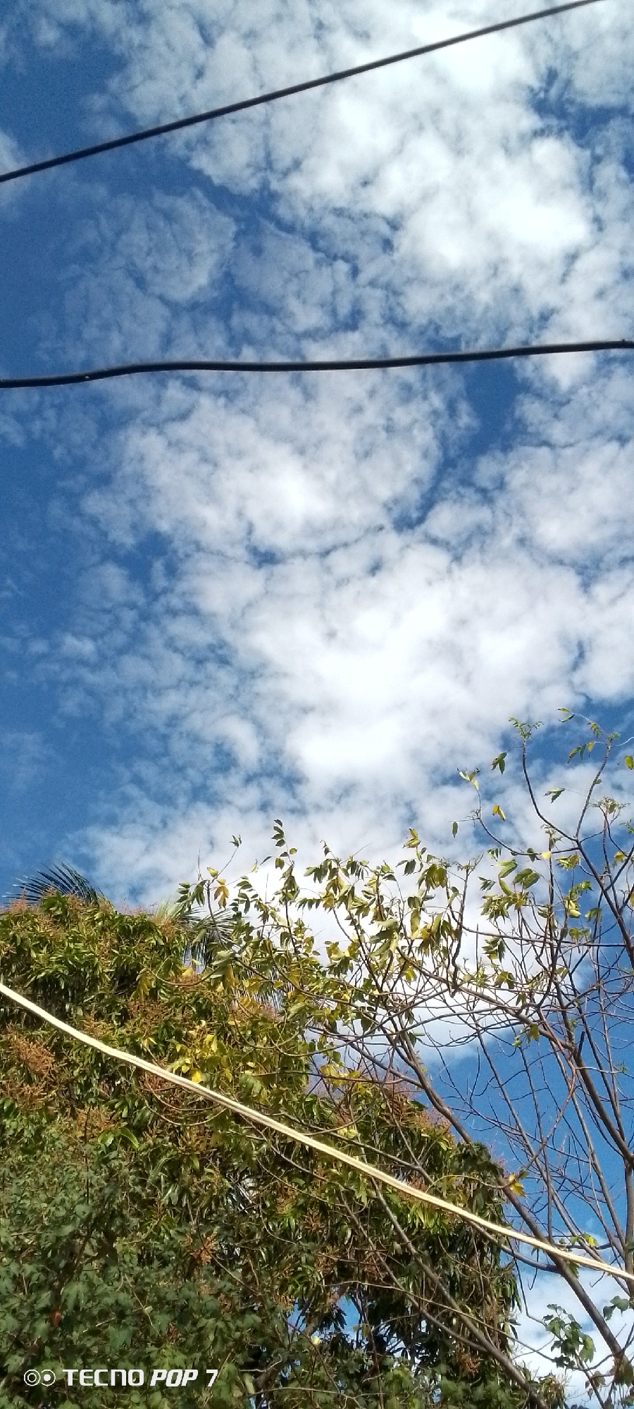 The image, captured on a TECNO POP 7 device, shows a view from Altagracia, Venezuela. Overhead, a blue sky is filled with scattered white cumulus clouds. A pair of parallel black power lines cuts across the top third of the frame. Below the power lines, a dense cluster of trees with green leaves and brown branches obscures part of the sky. Some branches are bare, while others have new leaves. A yellow power line crosses the middle of the trees. The phone's watermark is visible in the bottom left corner.